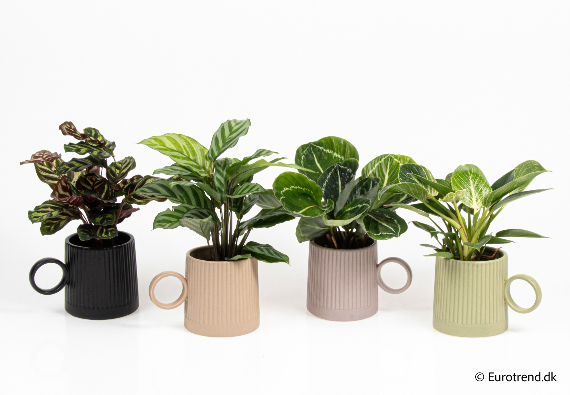 Calathea/Philodendron in New Look ceramic 2026, D 9