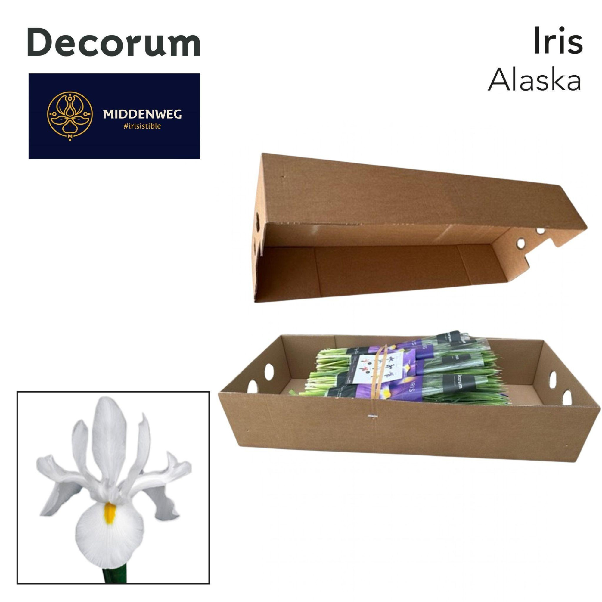 Ирис Аляска (бел.), шт.