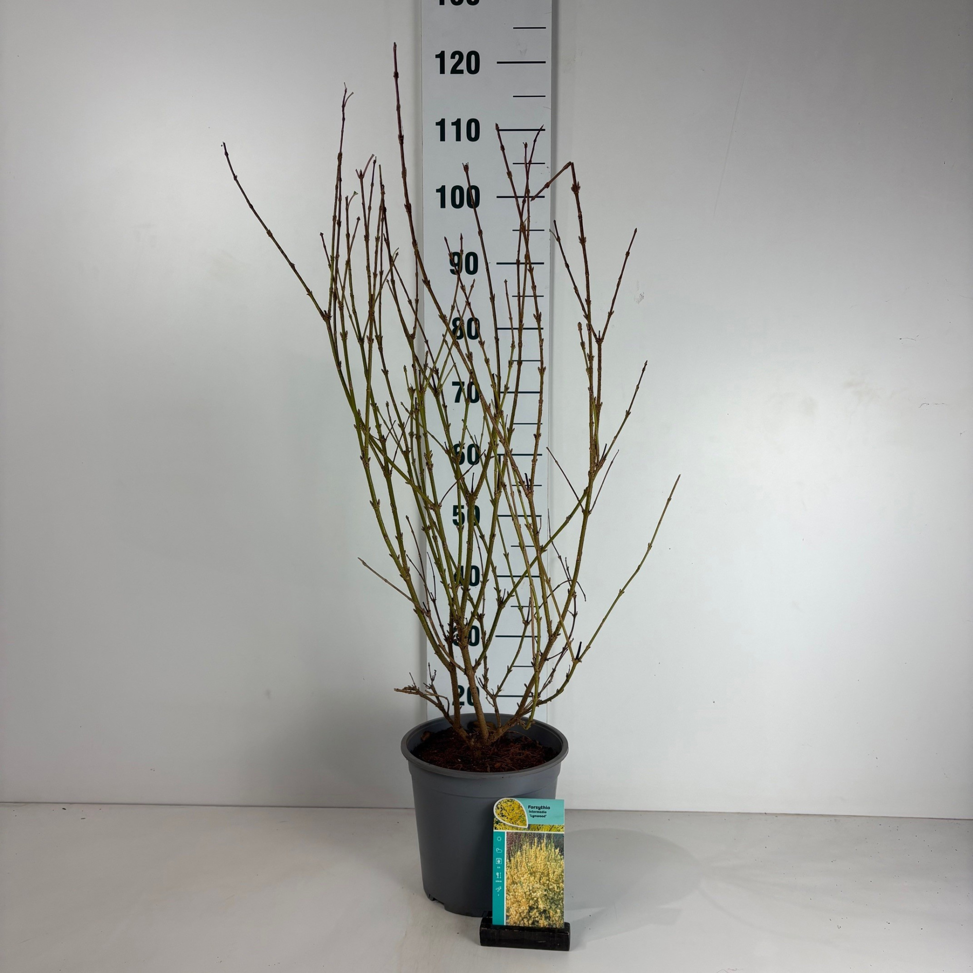 Forsythia intermedia Lynwood, D 24