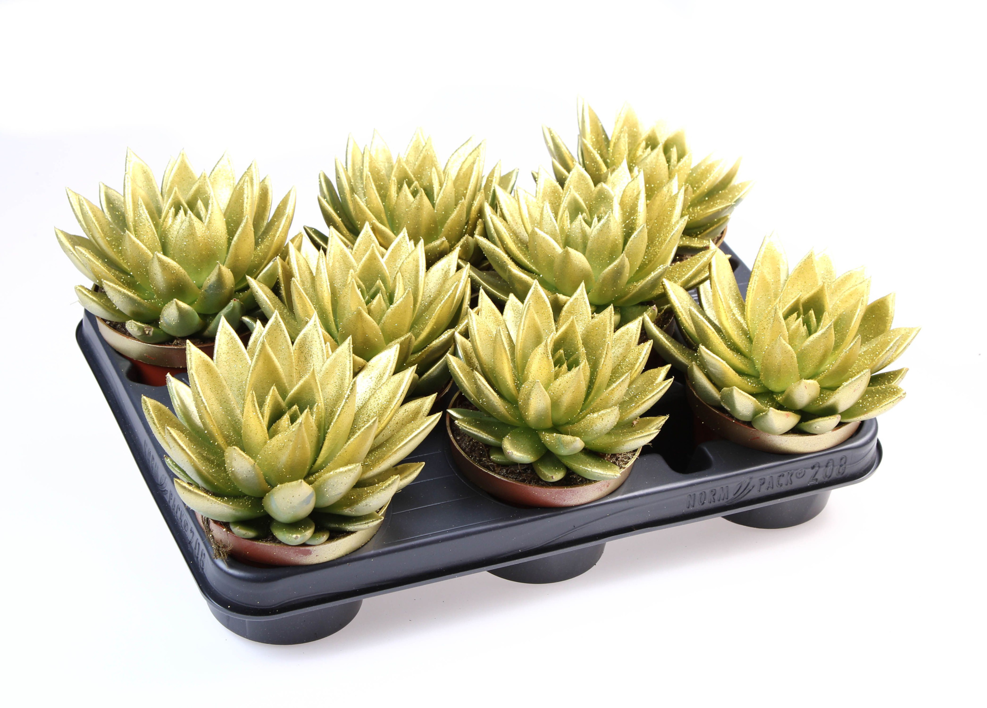 Miranda goud + bio glitter, D 10,5