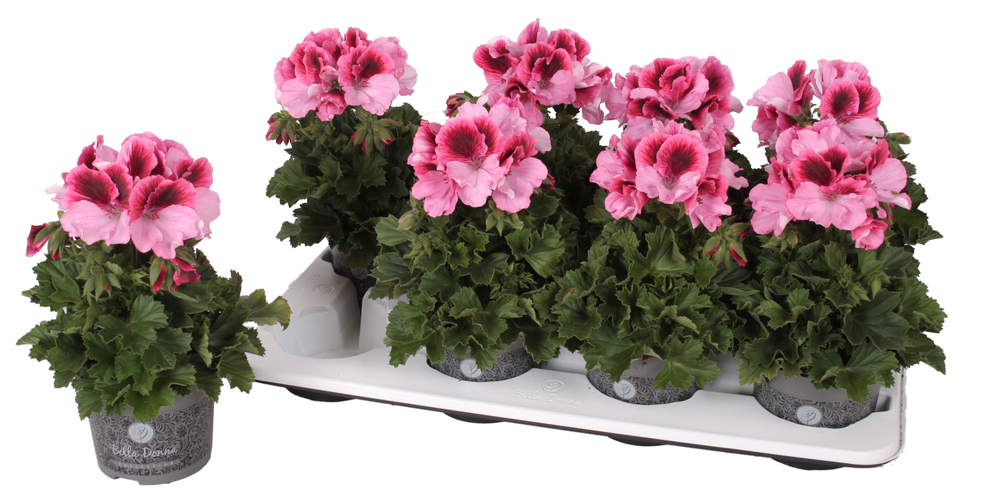 Pelg. Don Tico 12cm, D 12