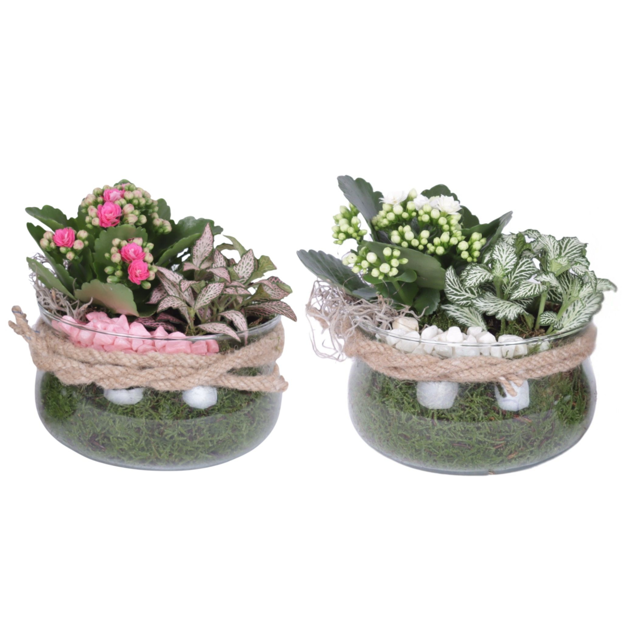 Yearround Arr. Indoor Glass Bowl with Rope Ø16cm 2PP, D 16