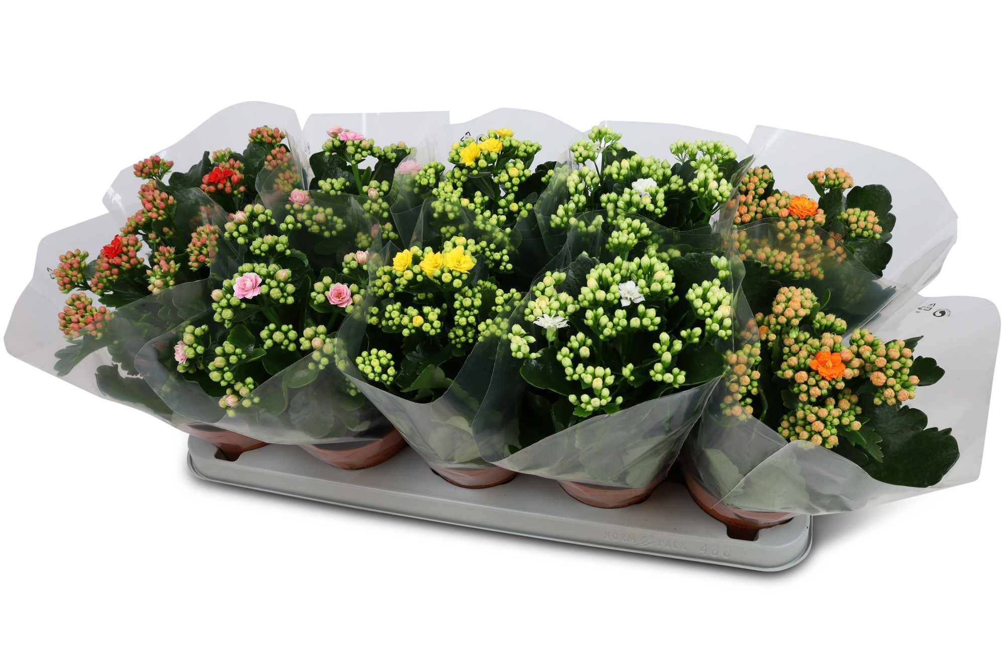 Kalanchoë Perfecta Mix 4KL Blanco hoes, D 12