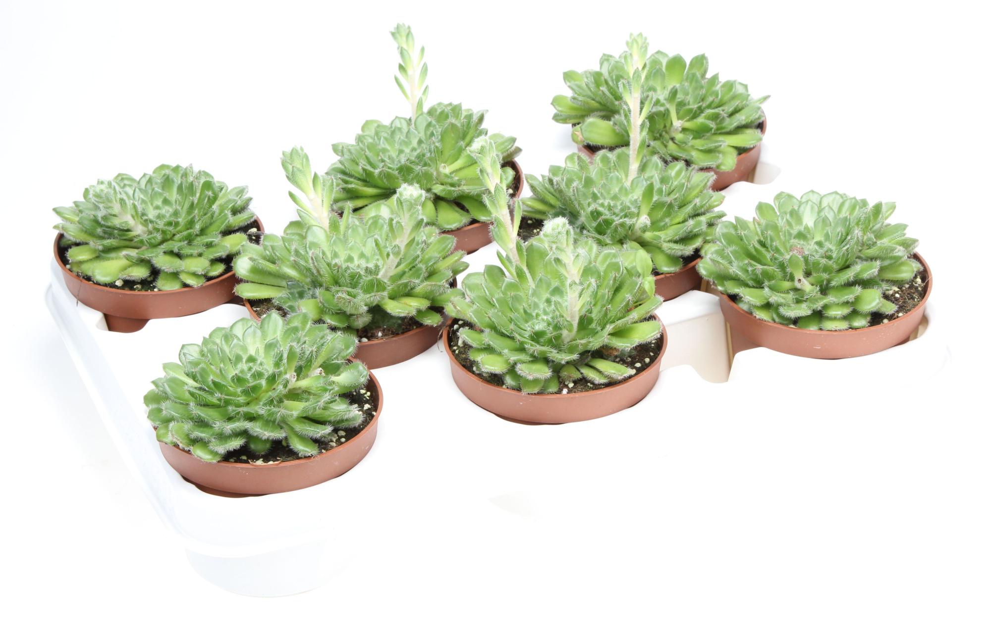 Echeveria cliata, D 10,5