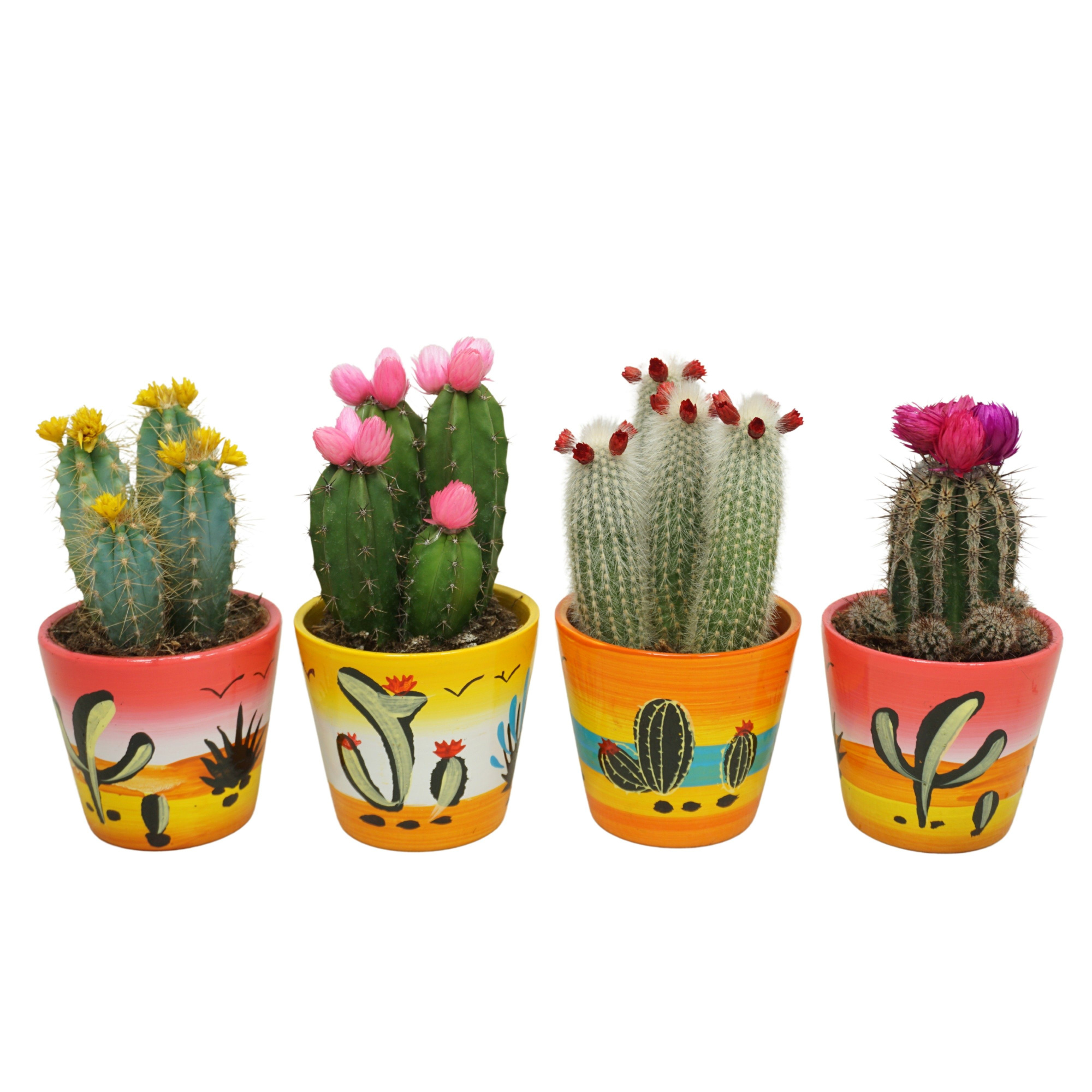 Cactus stro & plakbloem in 10 cm 'Decorpot', D 8,5
