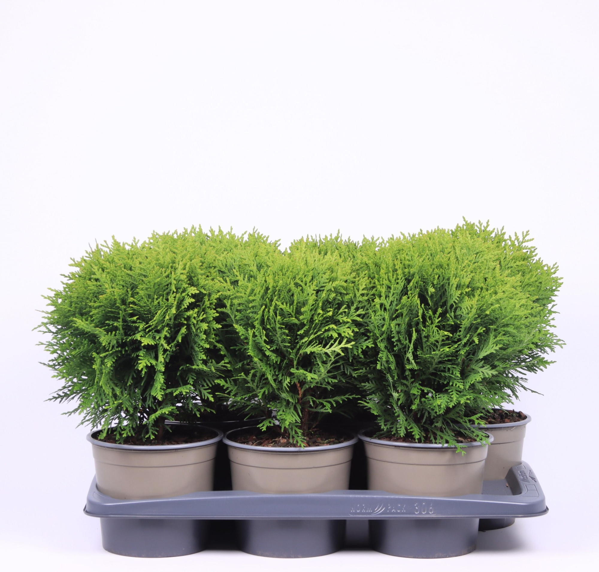 Thuja occidentalis 'Danica', D 17