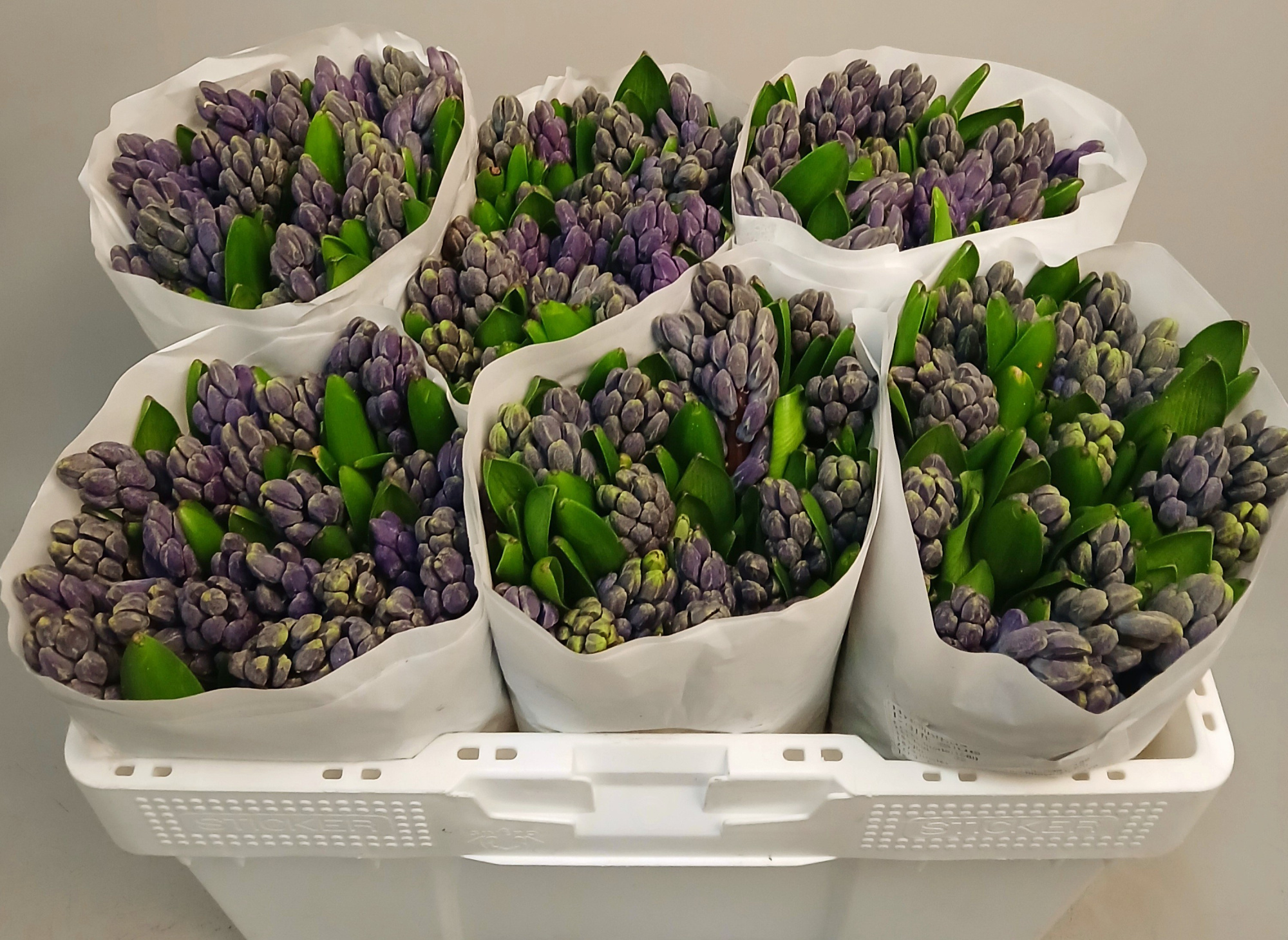 Гиацинт Делфт Блю (син.), шт.