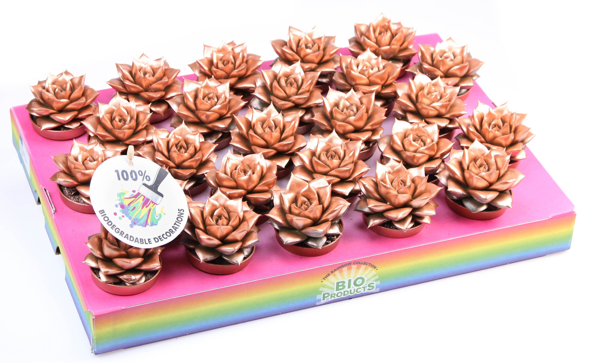 Bio purper rainbow bronze, D 5,5