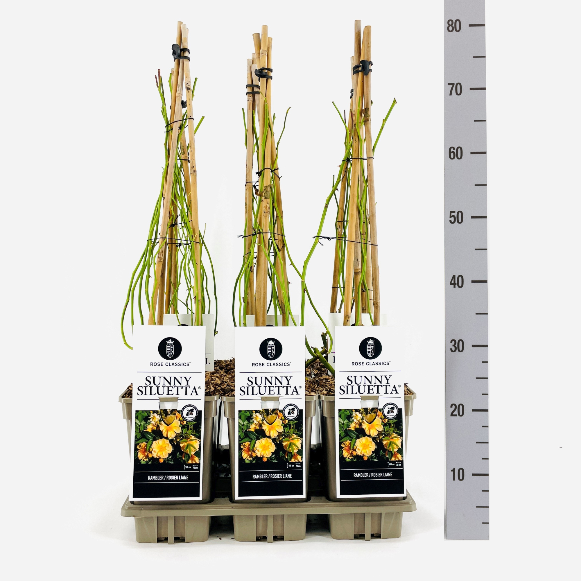 Rose (Rambler) Sunny Siluetta ®, C3, 3 stok 75cm, D 17