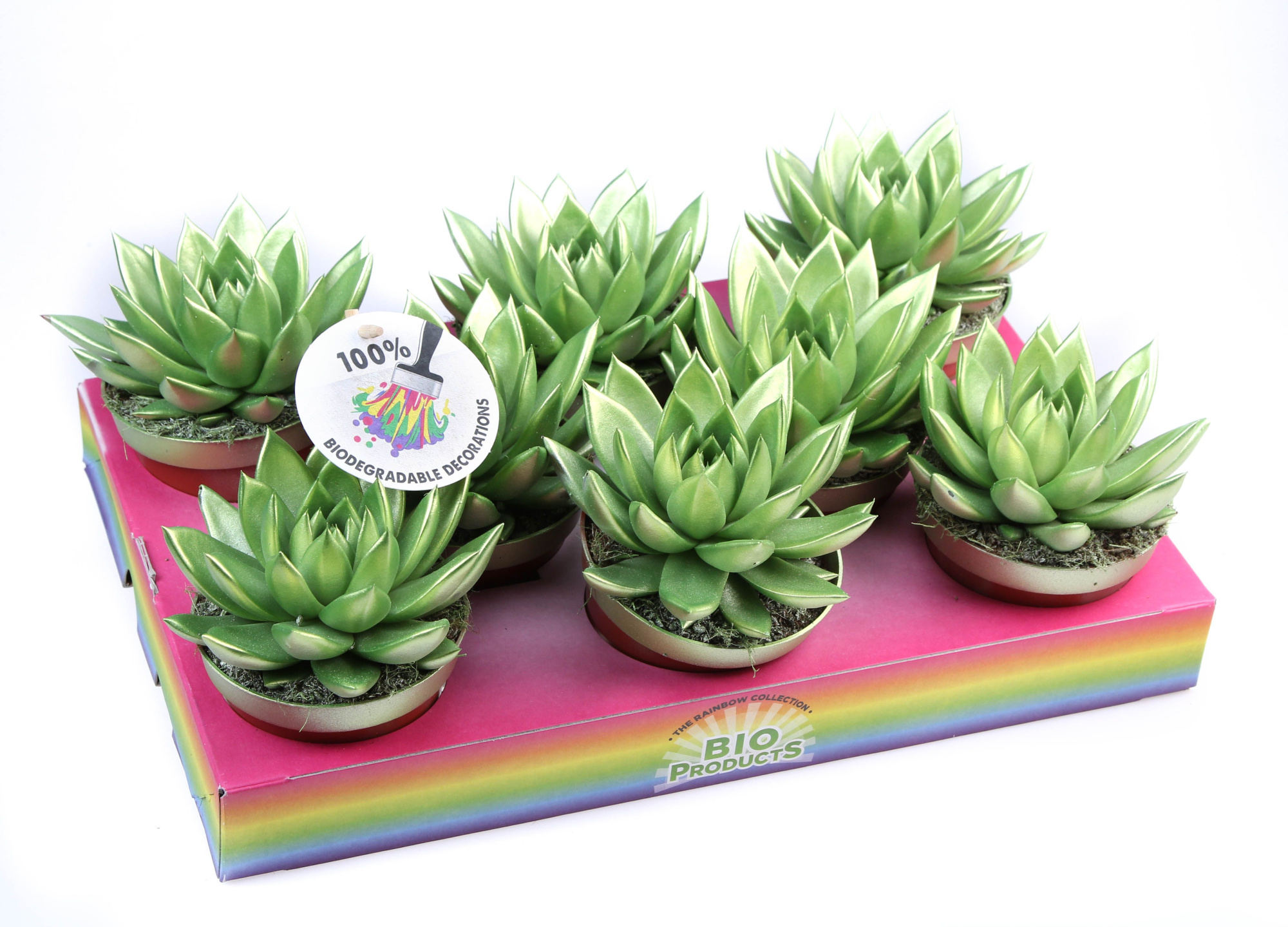 Rainbow Metallic green, D 10,5