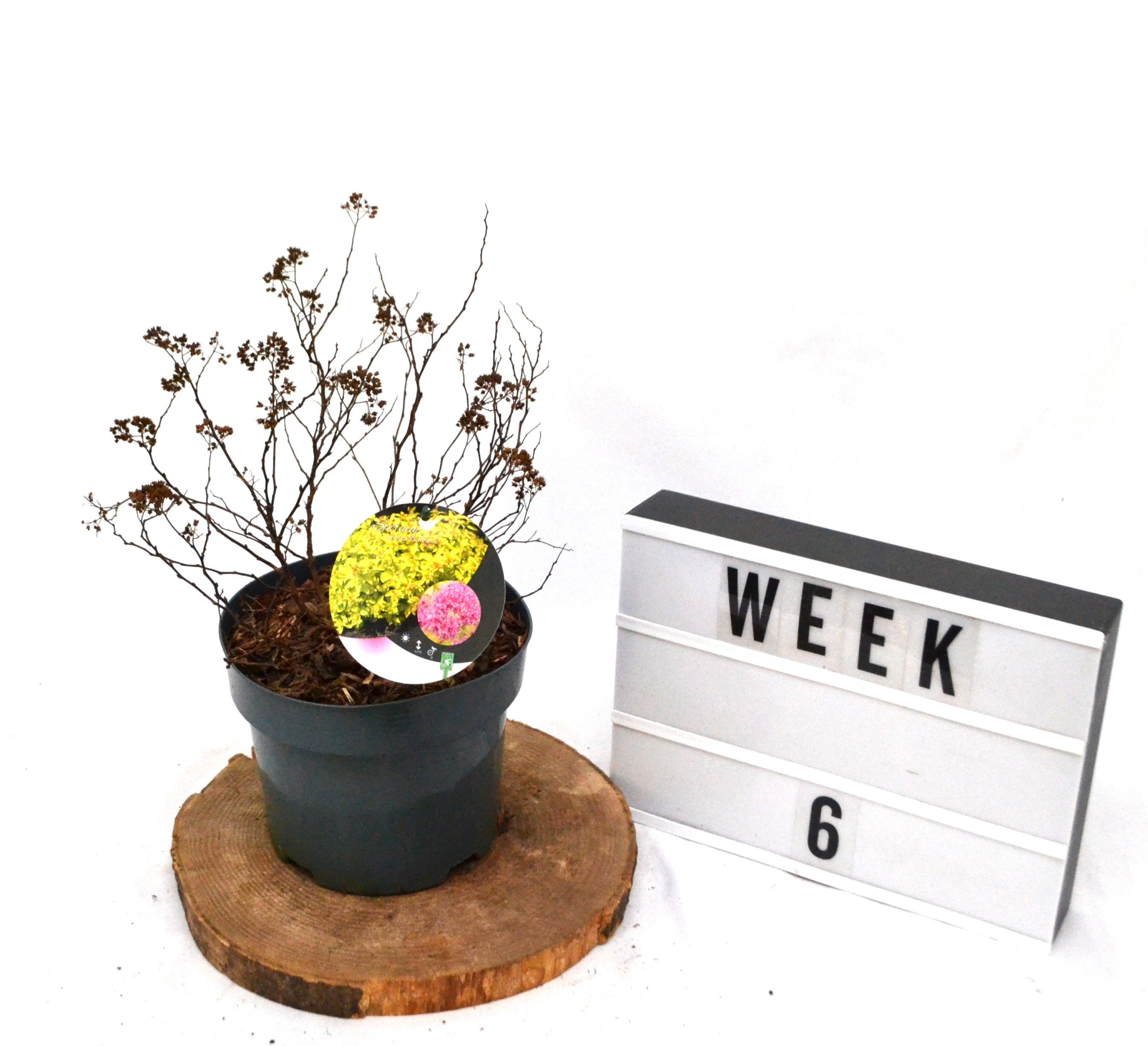 Spiraea japonica Goldflame C3, D 19