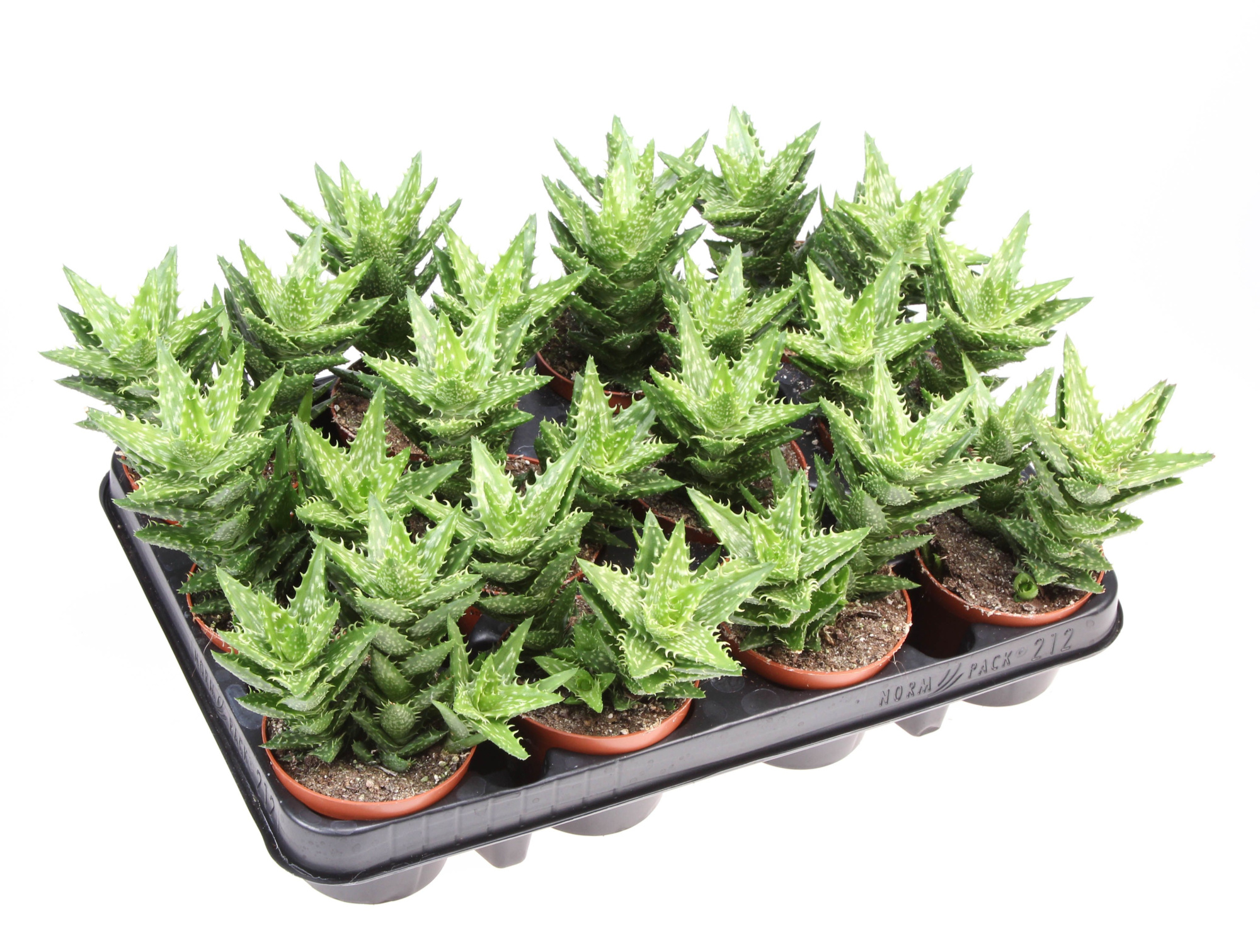 Aloe squarosa, D 8,5