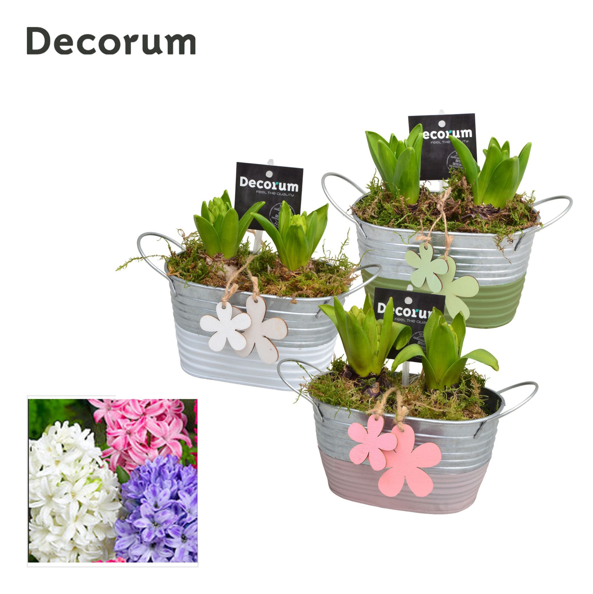 Hyacint Duo Zink HL11703 [LOVELY COLORS], D 15