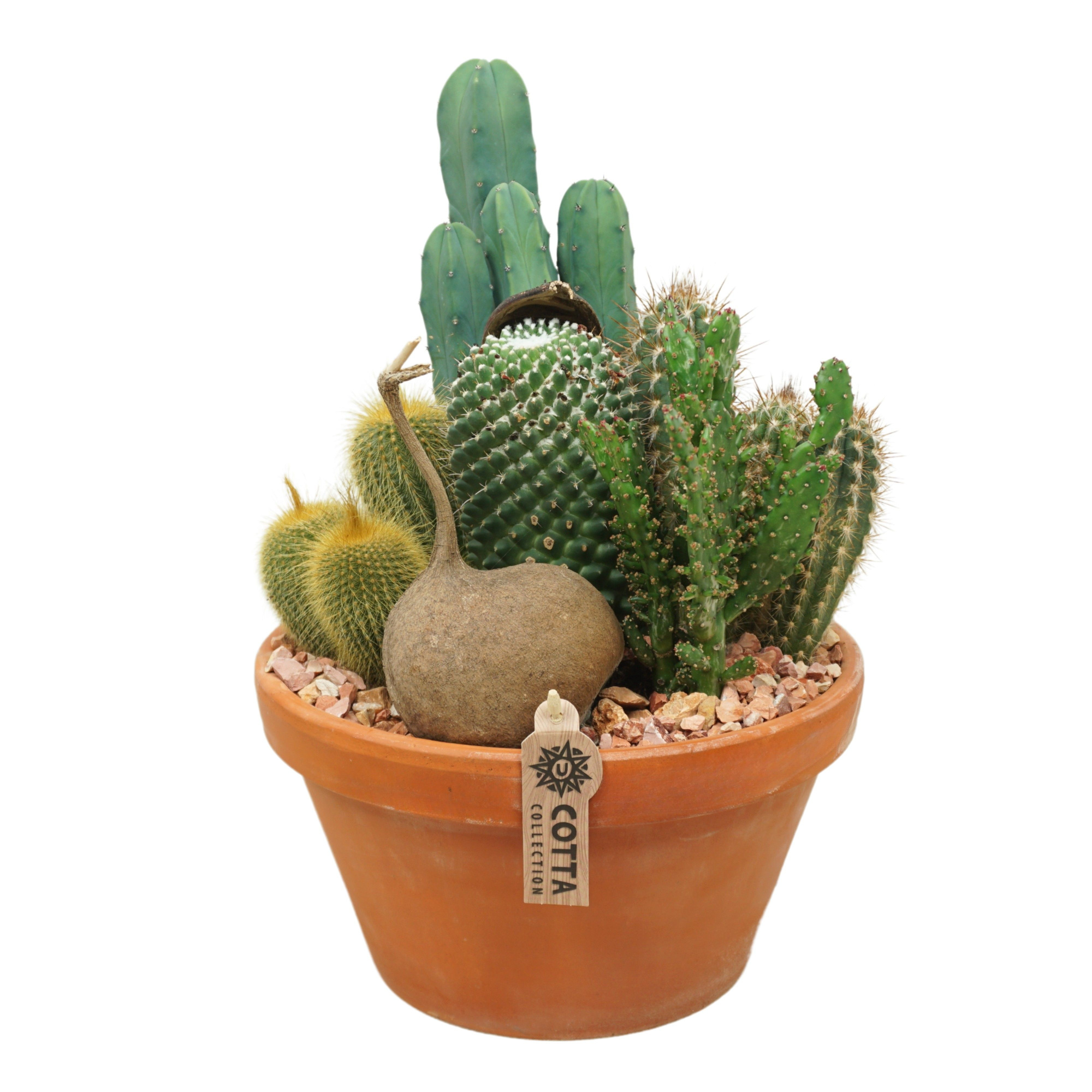 Cactus arrangement in 27 cm 'Terracotta Schaal', D 27