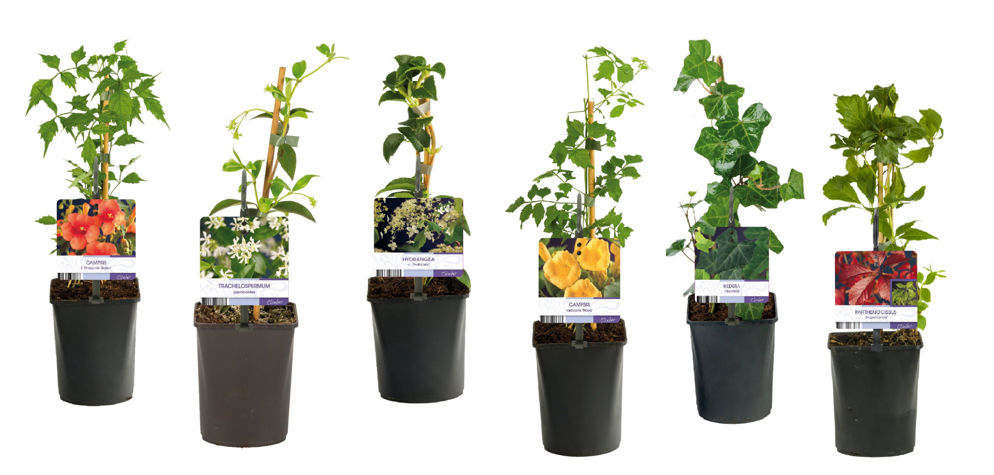 Mixtray Climbers +light label, D 11