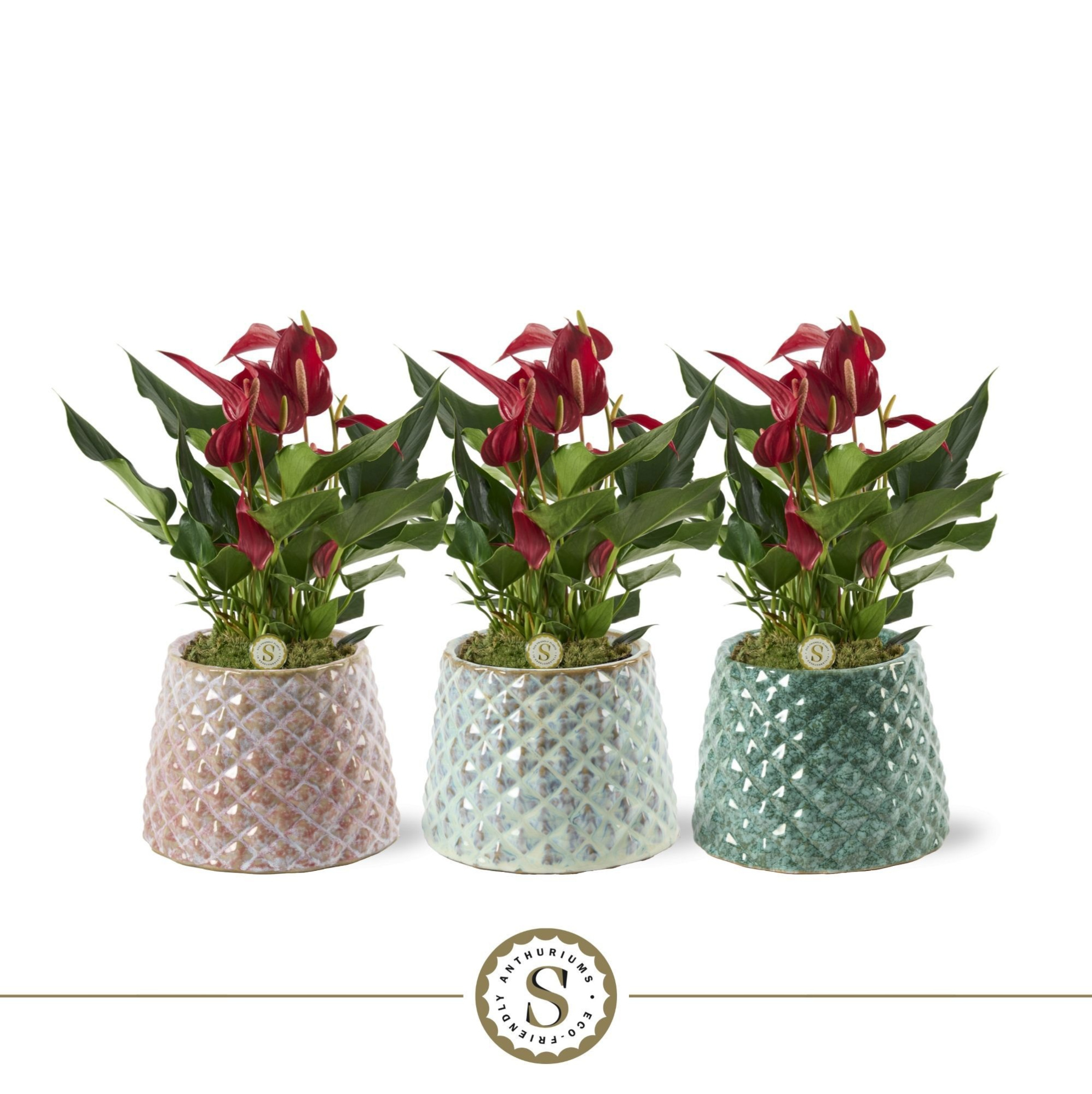 Florence Keramiek Roja, D 12