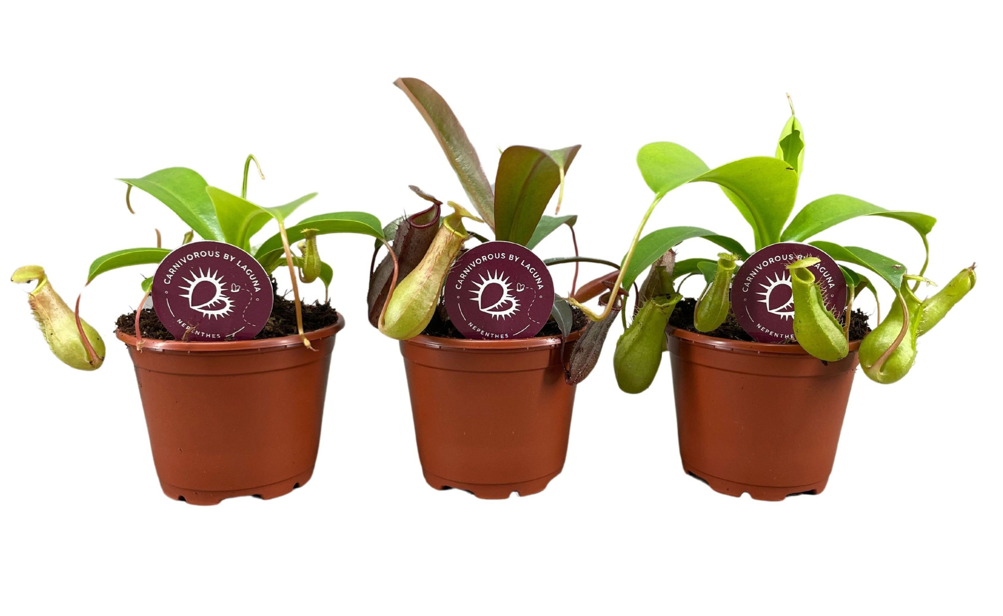 Nepenthes mix 8,5 cm, D 8,5