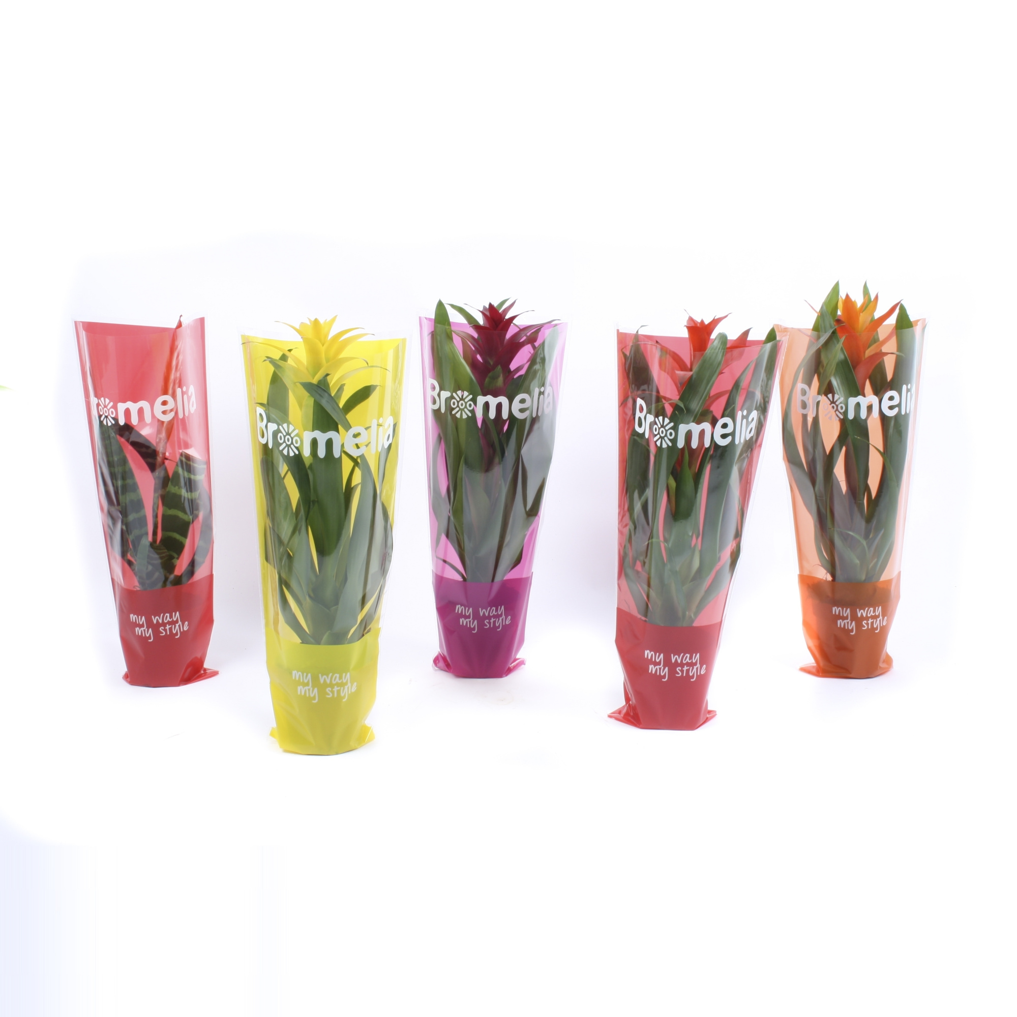 Bromelia Original mix in vensterhoes, D 12