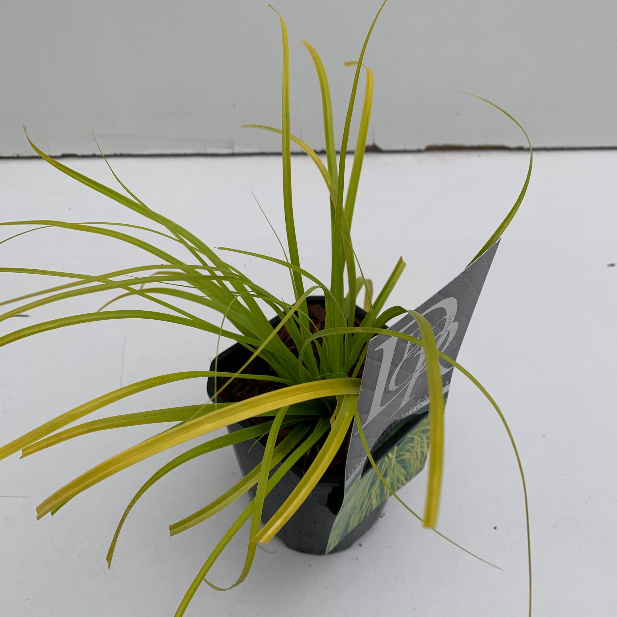 Carex 'Everillo', D 13