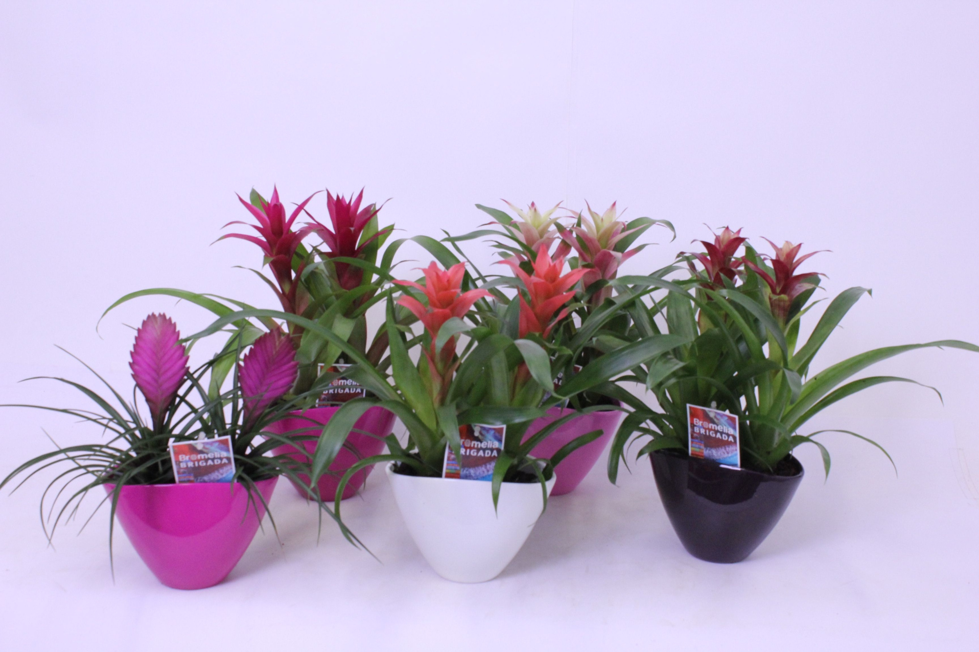 Bromelia Valentijn Mix Duo Eileen, D 16