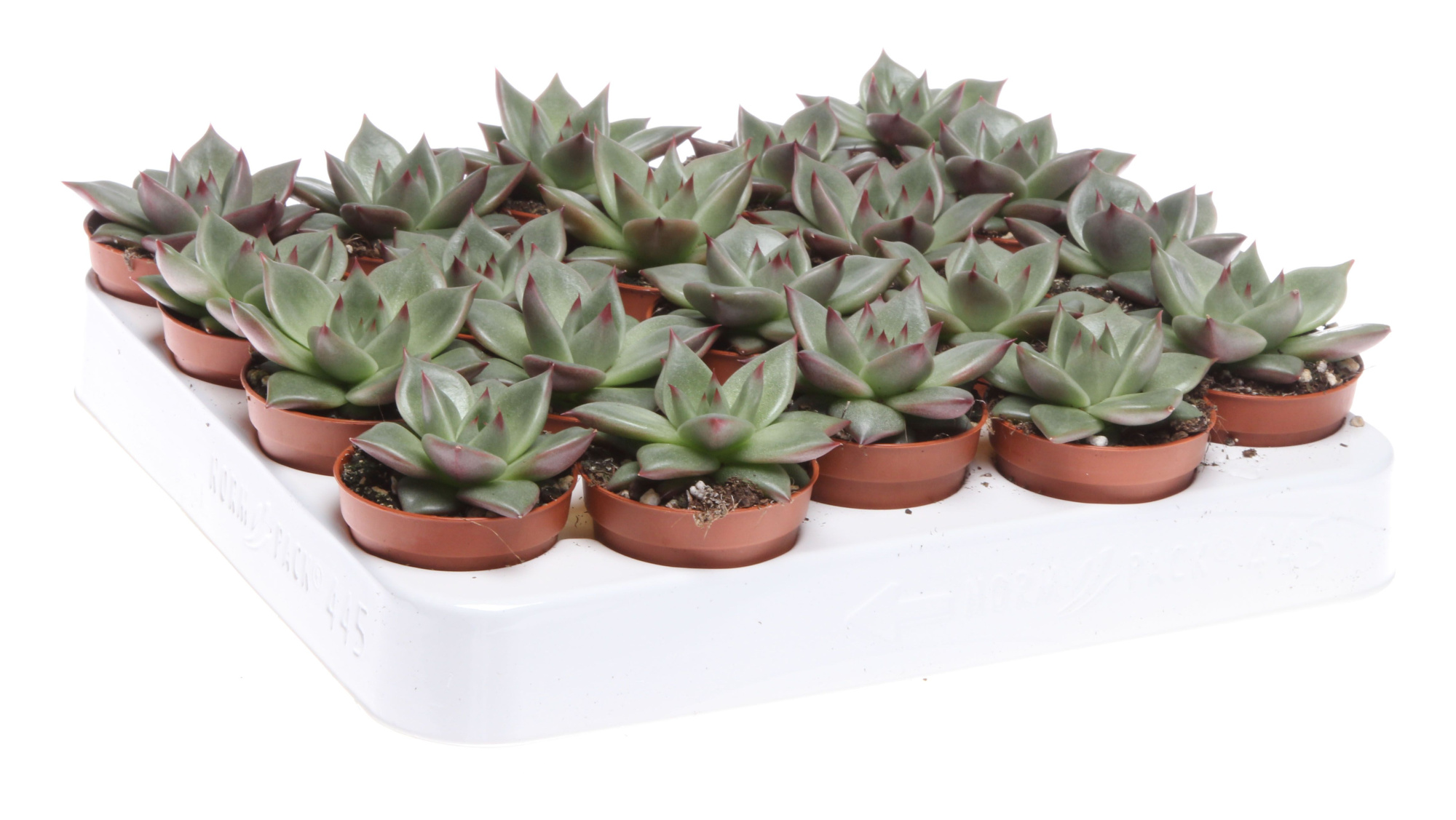 Echeveria sirius, D 5,5