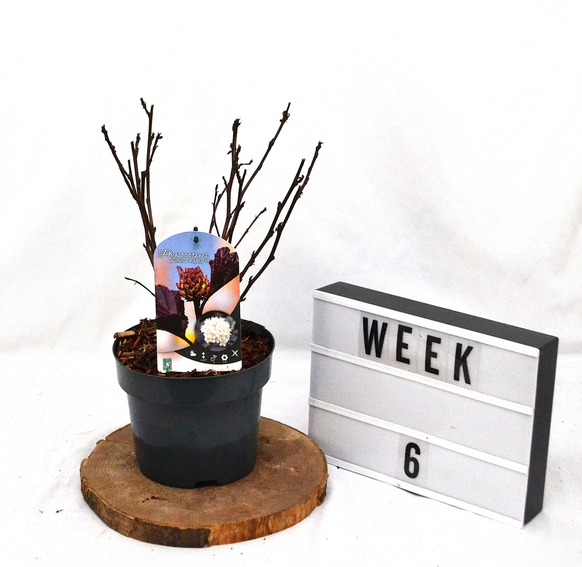 Physocarpus opulifolius Rubella C3, D 19