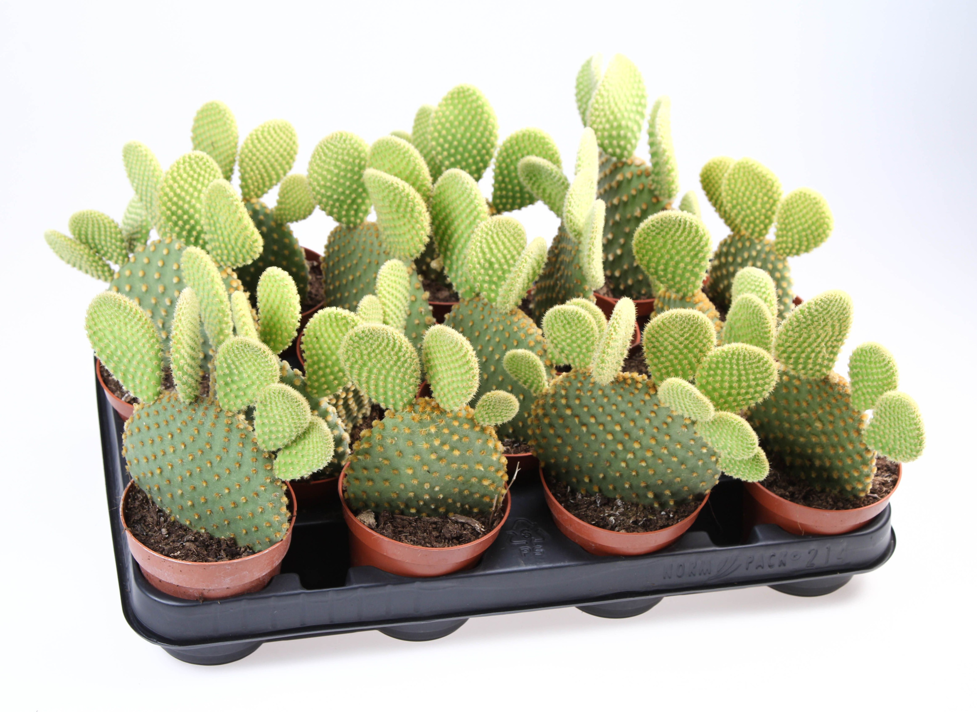 Opuntia Microdasys, D 8,5