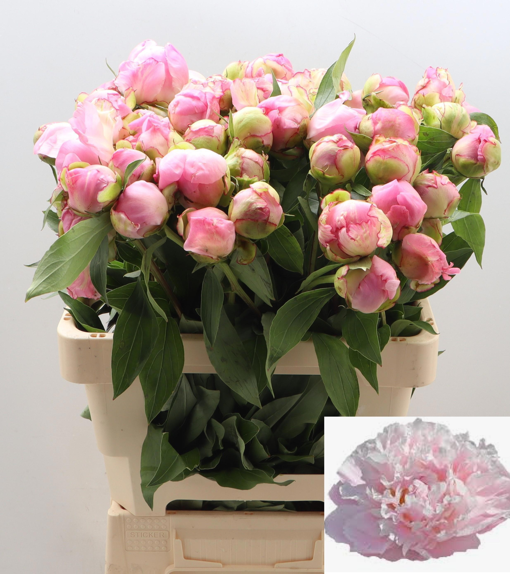 Пион Катарина Фонтейн 60, шт.