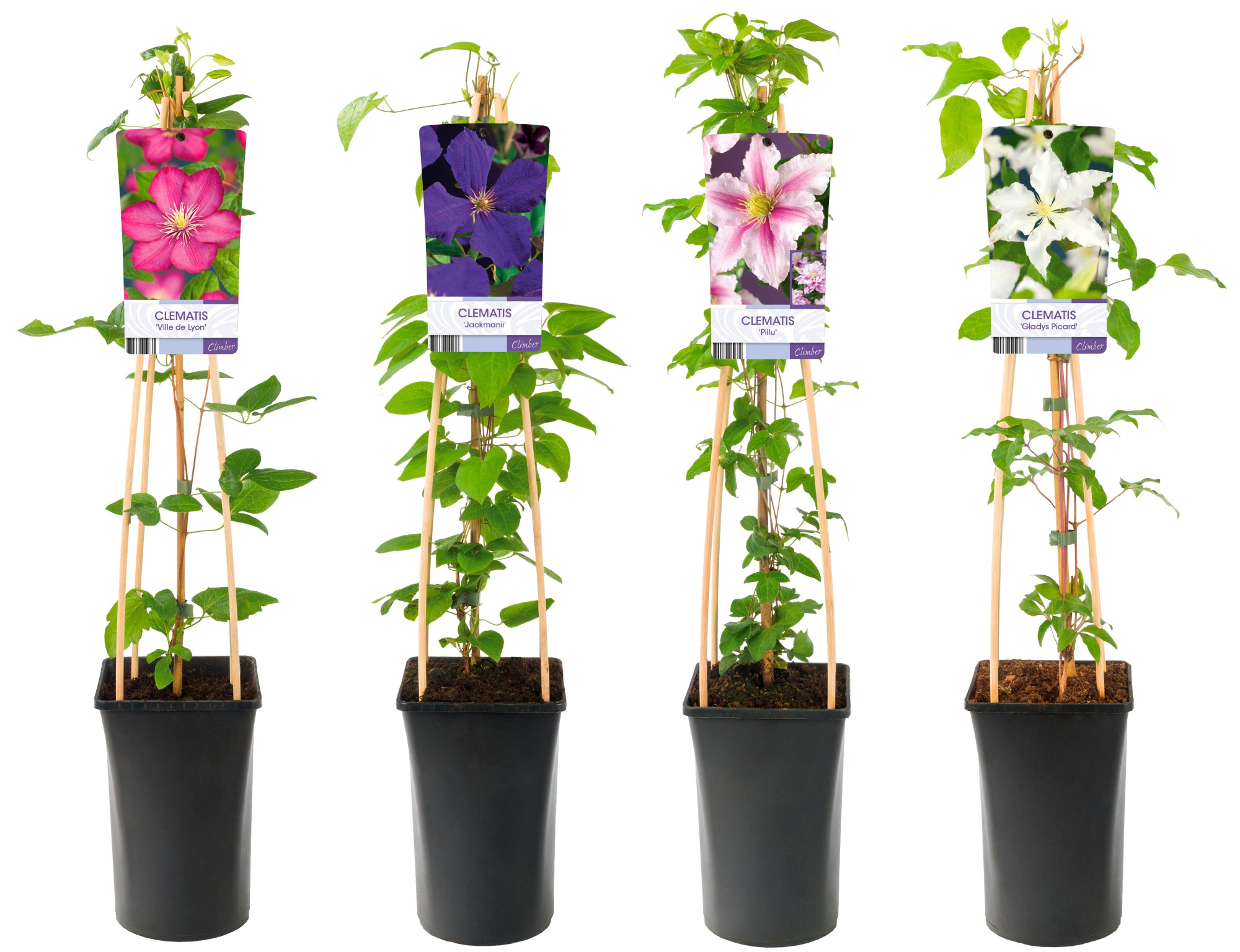 Mixshelf Clematis +light label, D 17