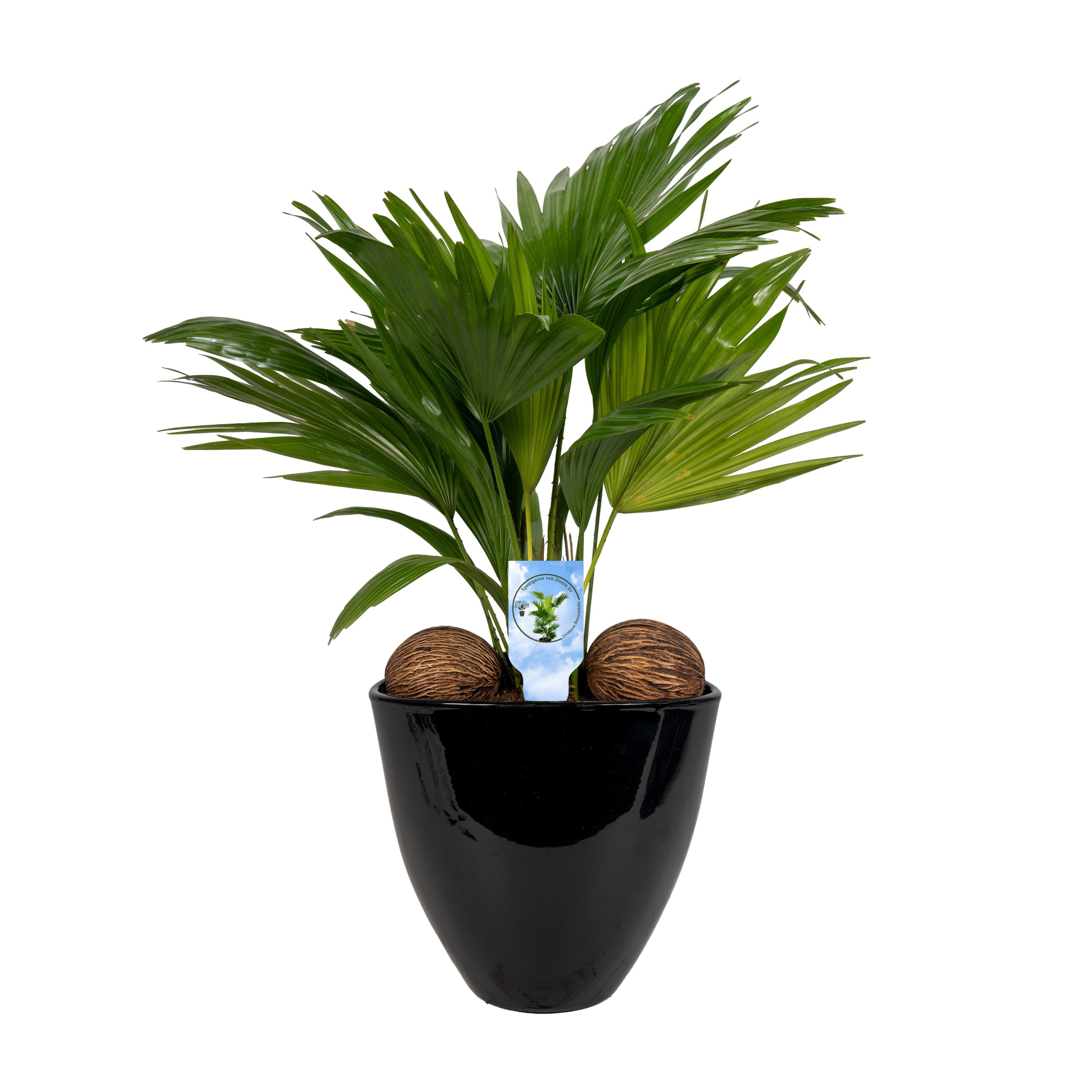 Livistona in avani pot black asp Lucht Zuiverend, D 22