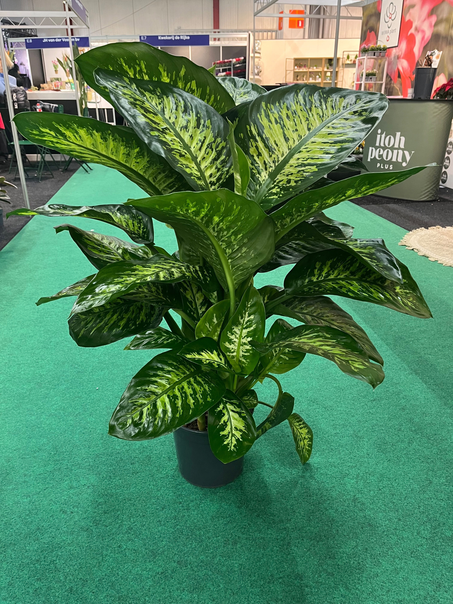 Dieffenbachia Tropic Snow 24cm, D 24