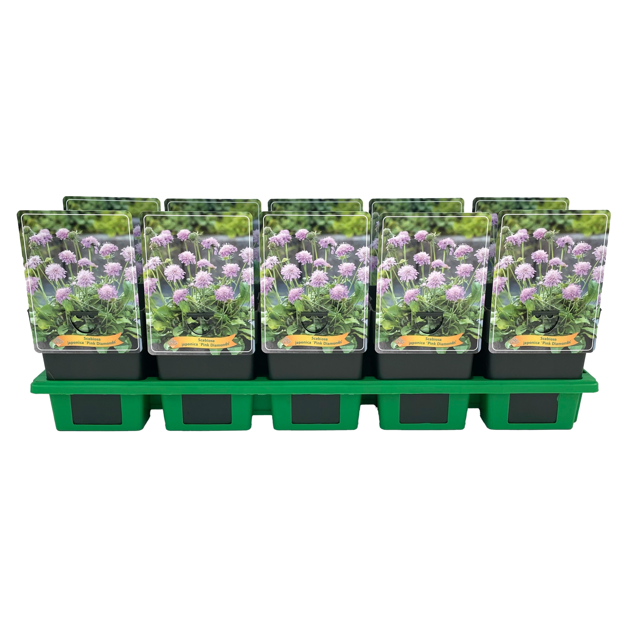 Scabiosa japonica 'Pink Diamonds' P11, D 11