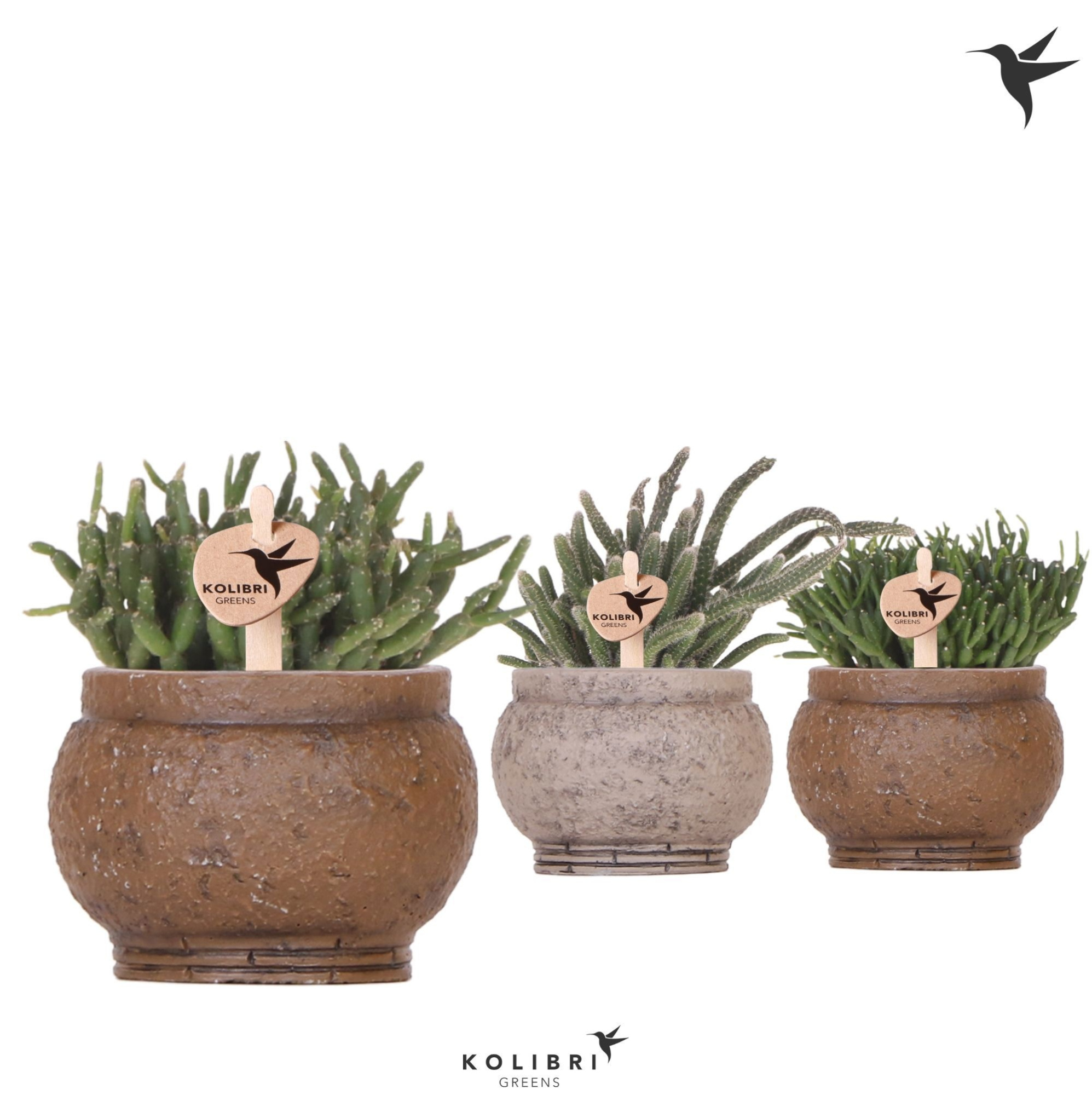 Kolibri Greens Rhipsalis mix in Ancient pot brown mix, D 6