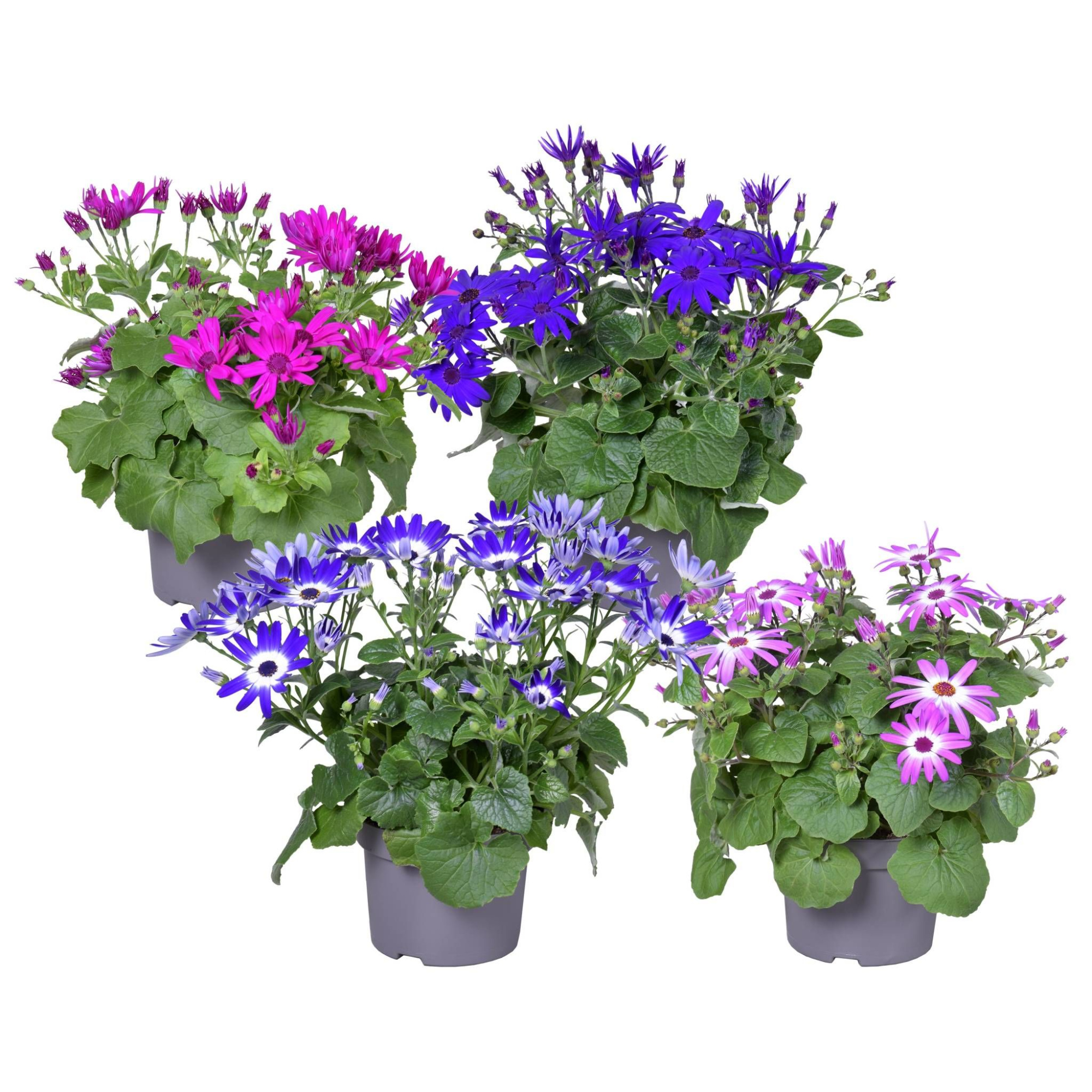 Senetti Percallis mixkar, D 13