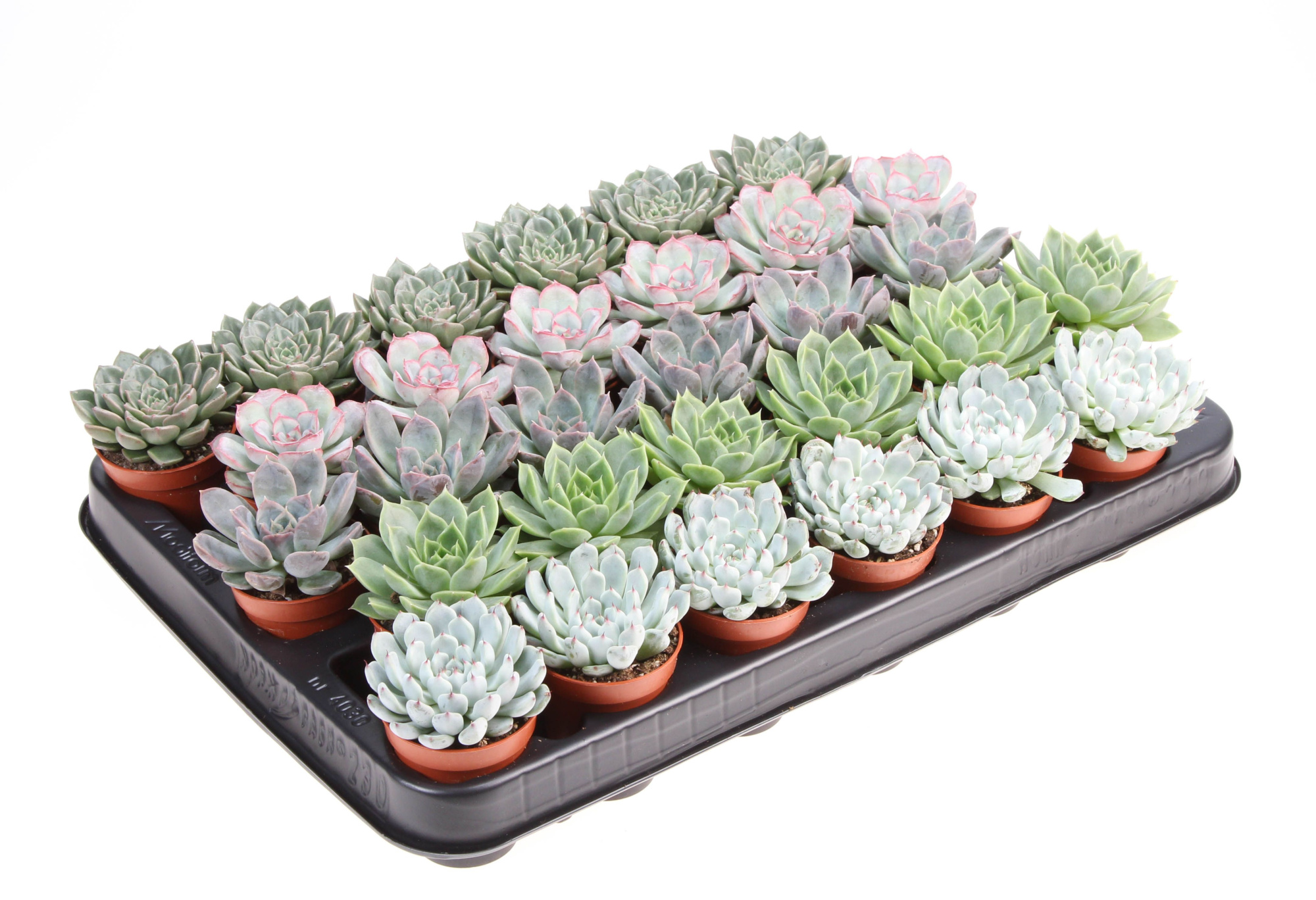 Echeveria mix, D 5,5