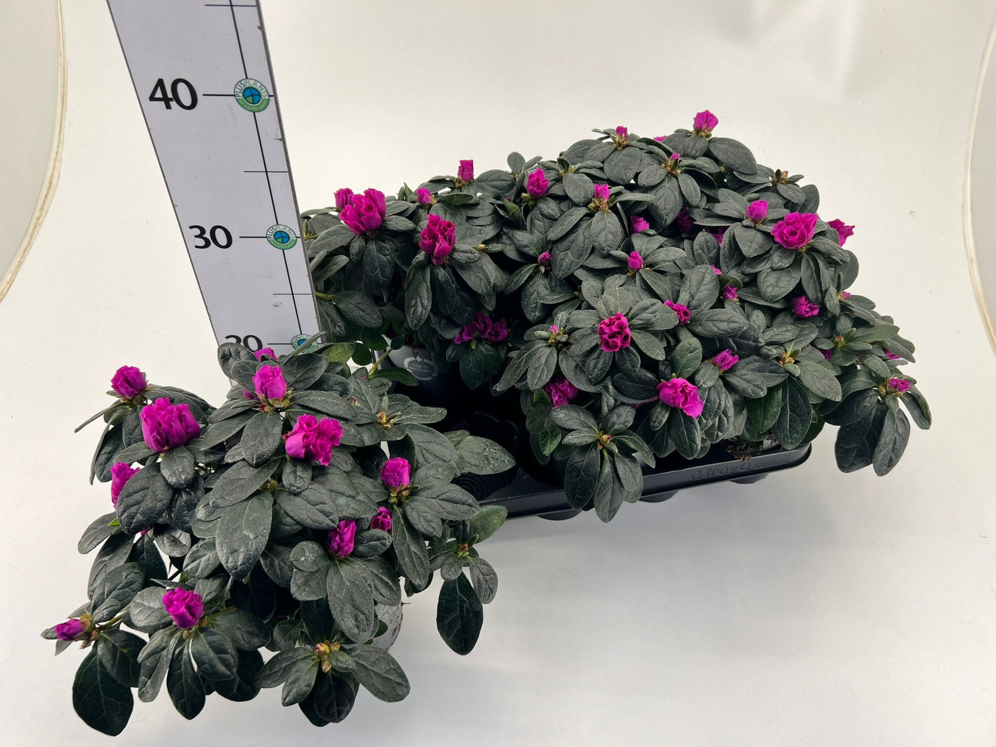 Rhododendron simsii T12 purple, D 12