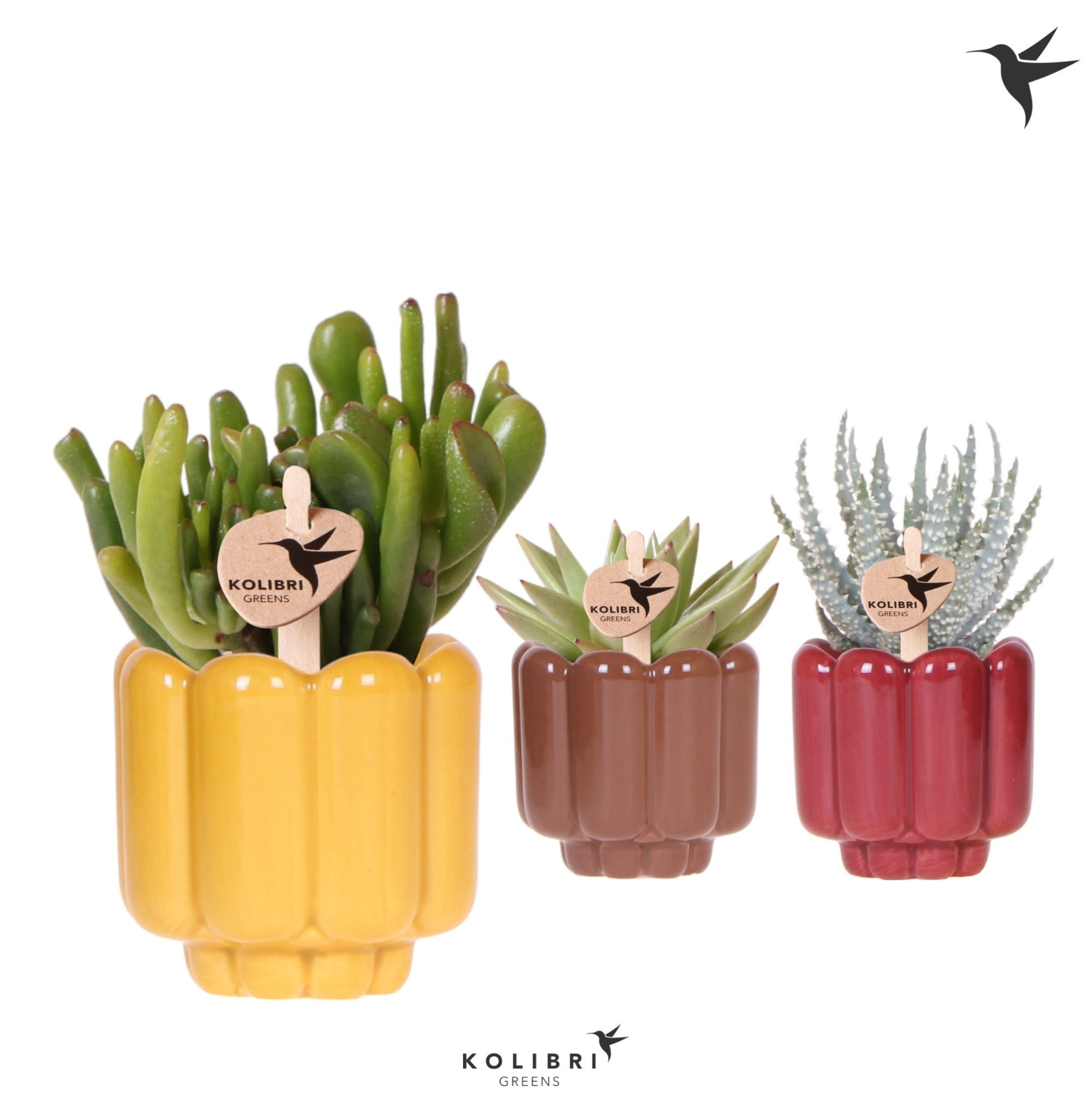 Kolibri Greens Succulenten mix in Retro pot yellow mix, D 6