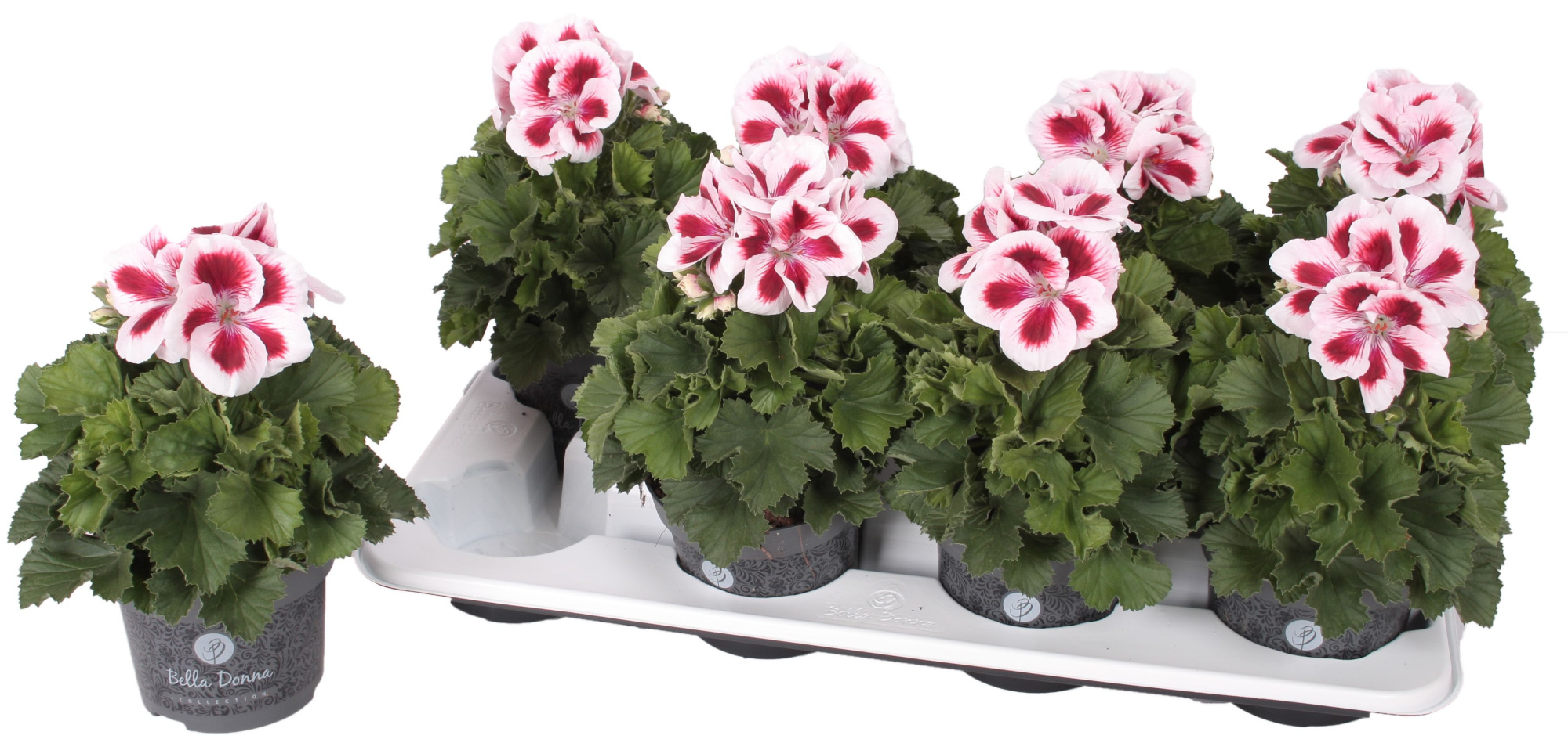 Pelg. Bella Donna Rood-Wit 12cm, D 12