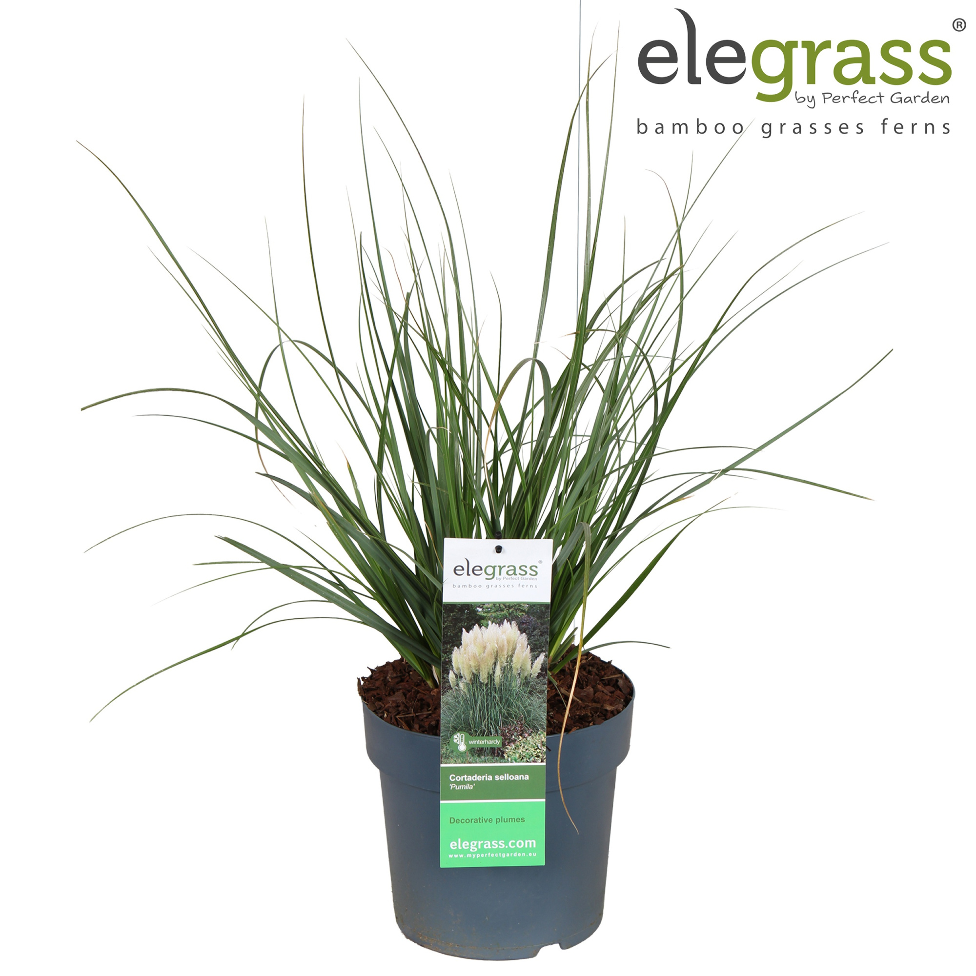 Cortaderia selloana 'Pumila' P23, D 23