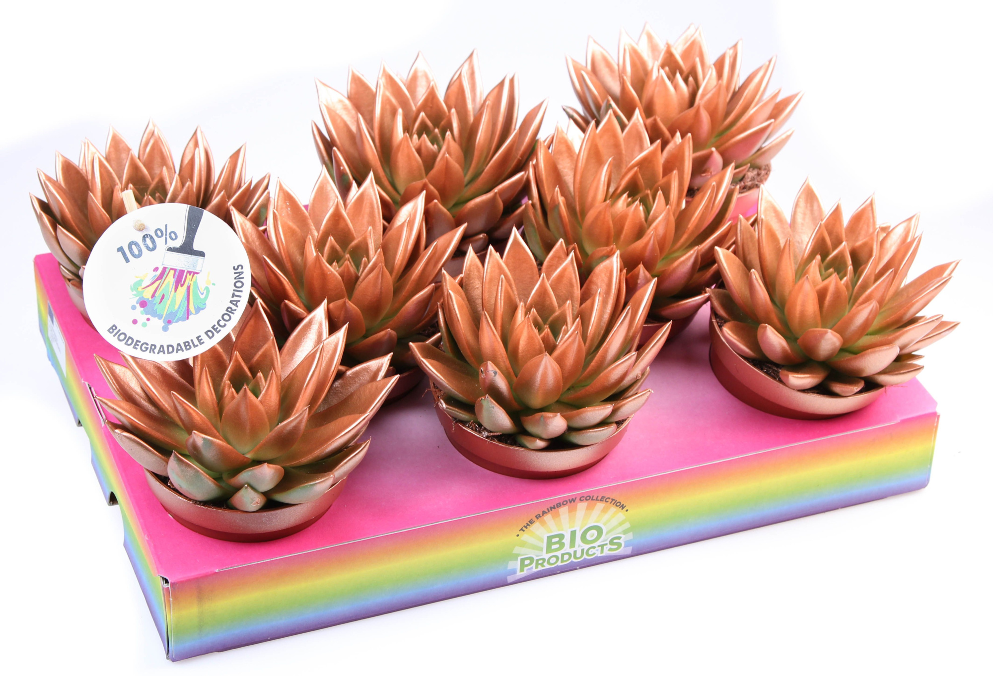 Bio miranda rainbow bronze, D 10,5