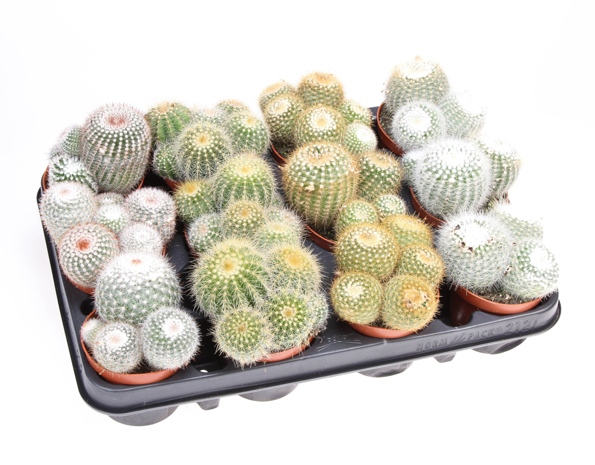 Notocactus mix, D 8,5