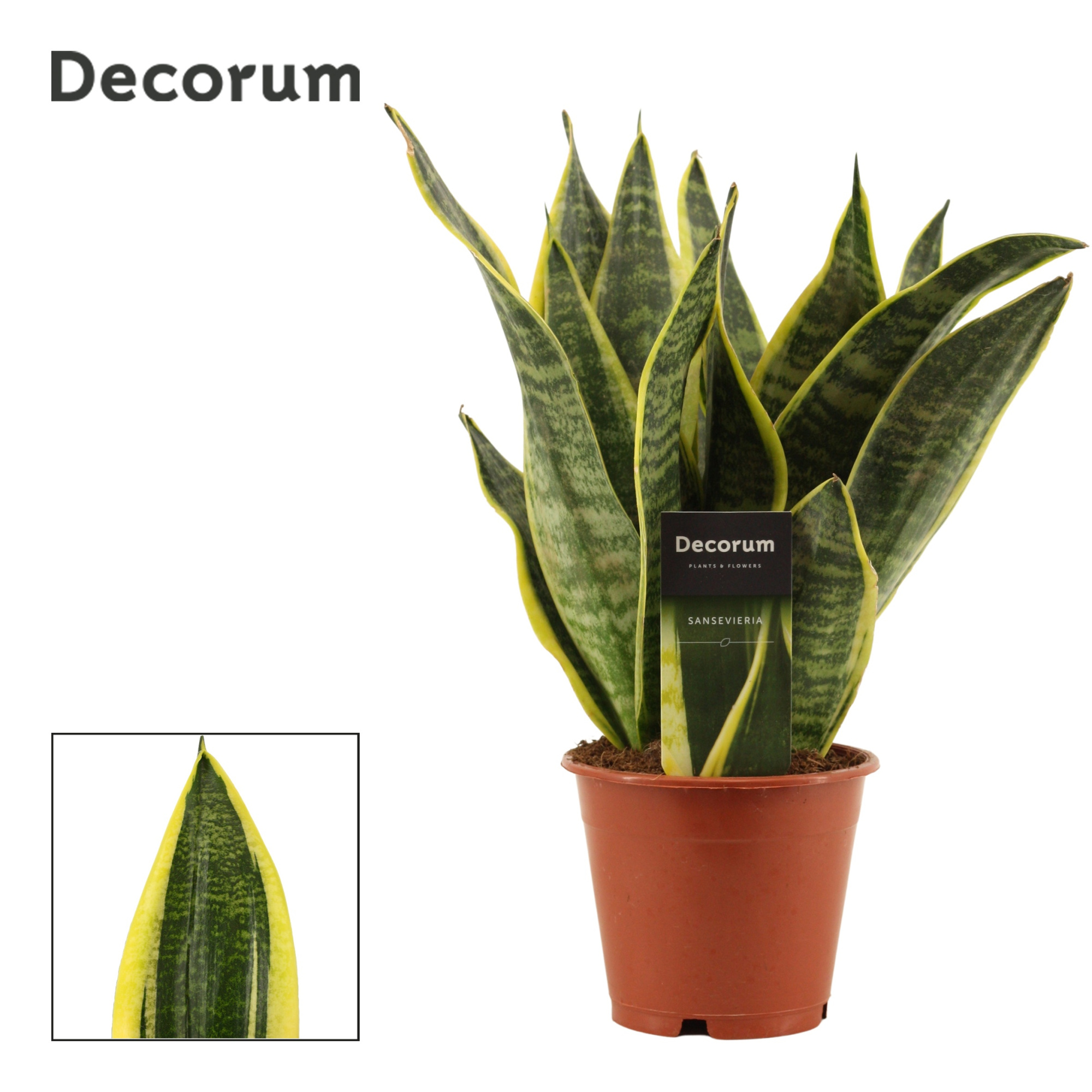 Sansevieria Superba 12 cm (Decorum), D 12