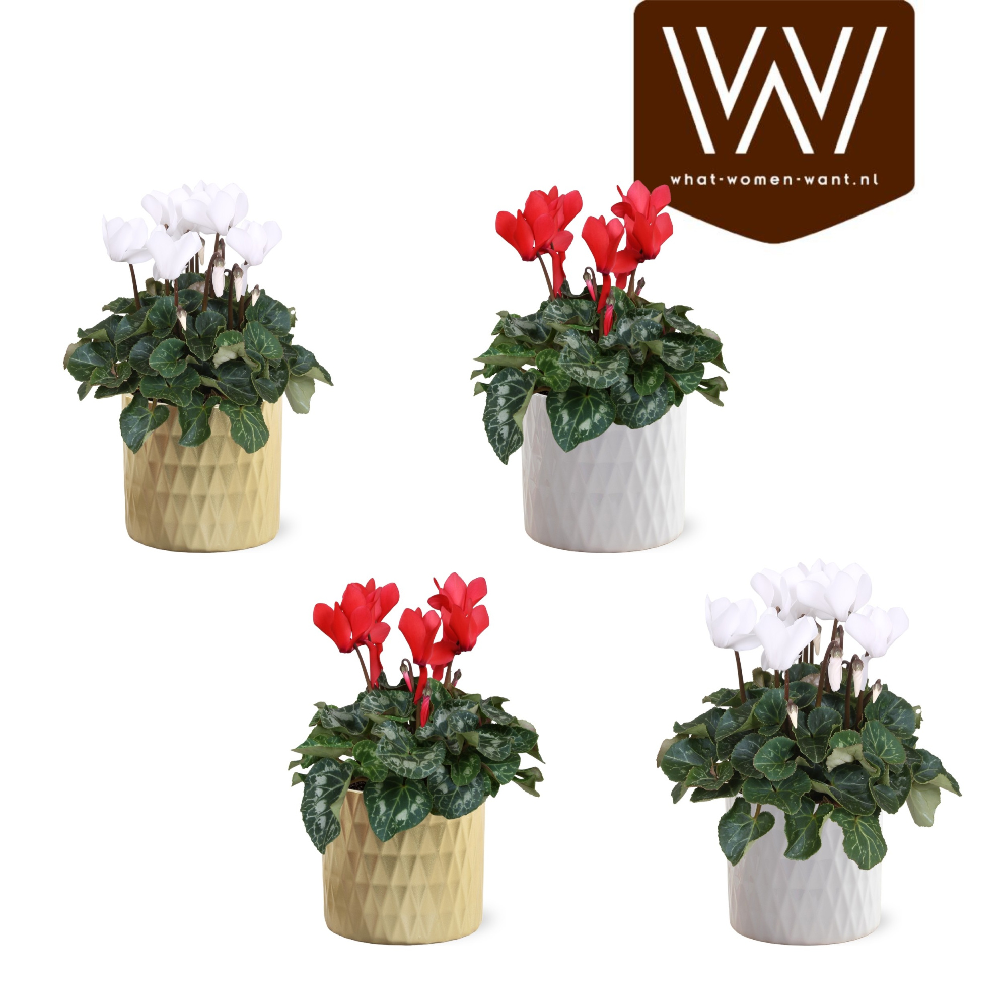 Collectie "Luxury World" Cyclamen rood en wit in keramiek Paige, D 14