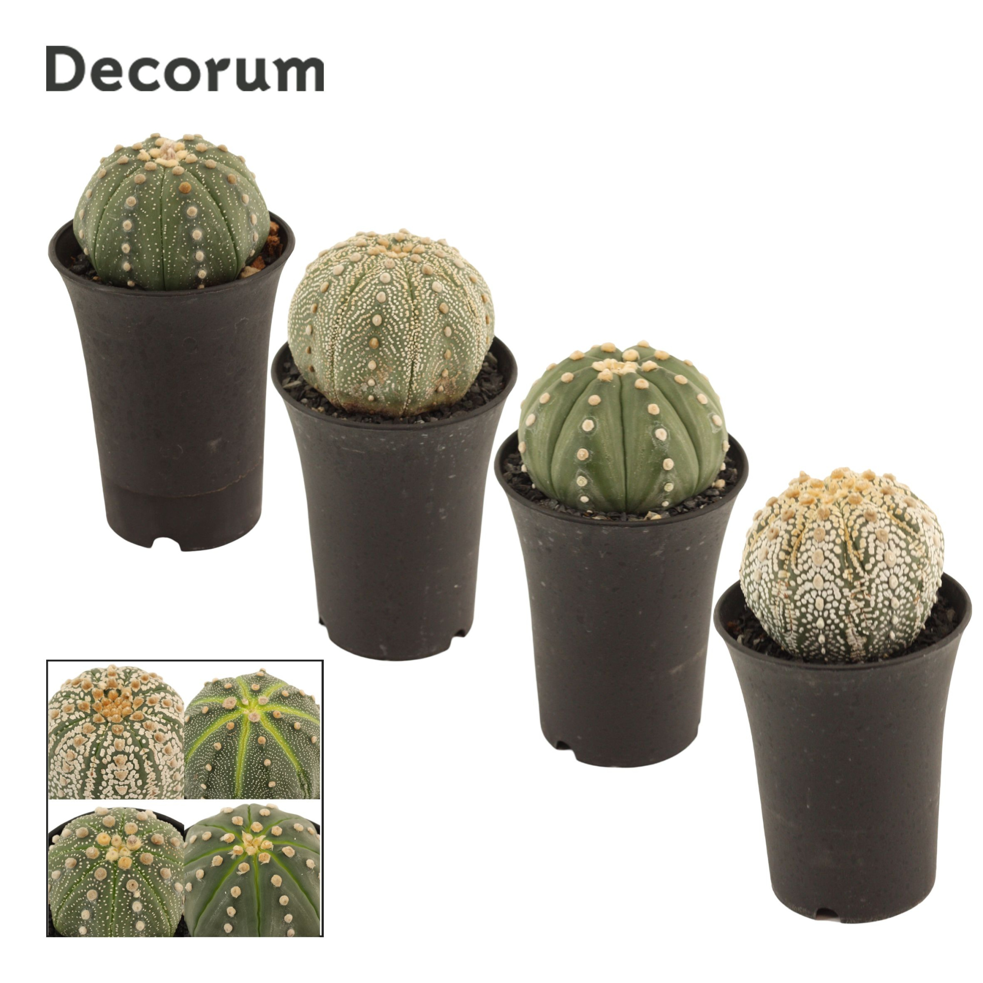 Astrophytum Asterias 7.5 cm Single (Decorum), D 7,5