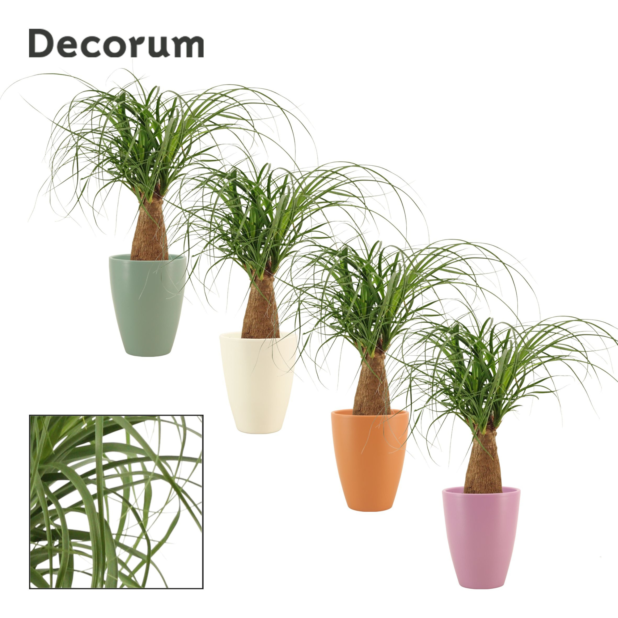 Beaucarnea Recht 12 cm in Carly (Craft world-collection), D 12