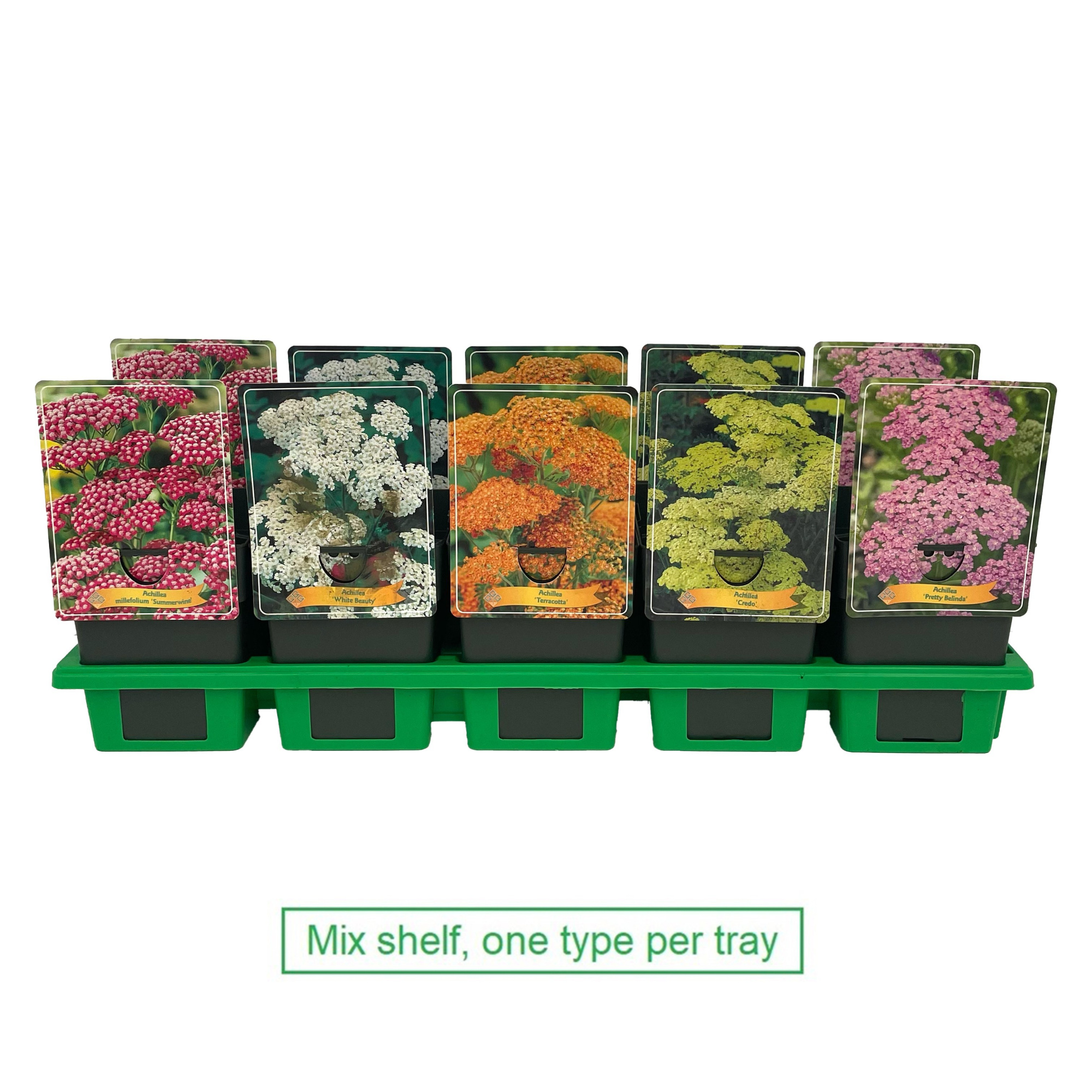 Achillea mix laag P11, D 11