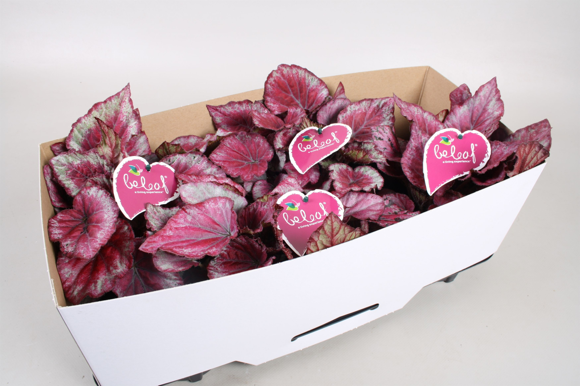 Begonia Fc 408 met kraag, D 12