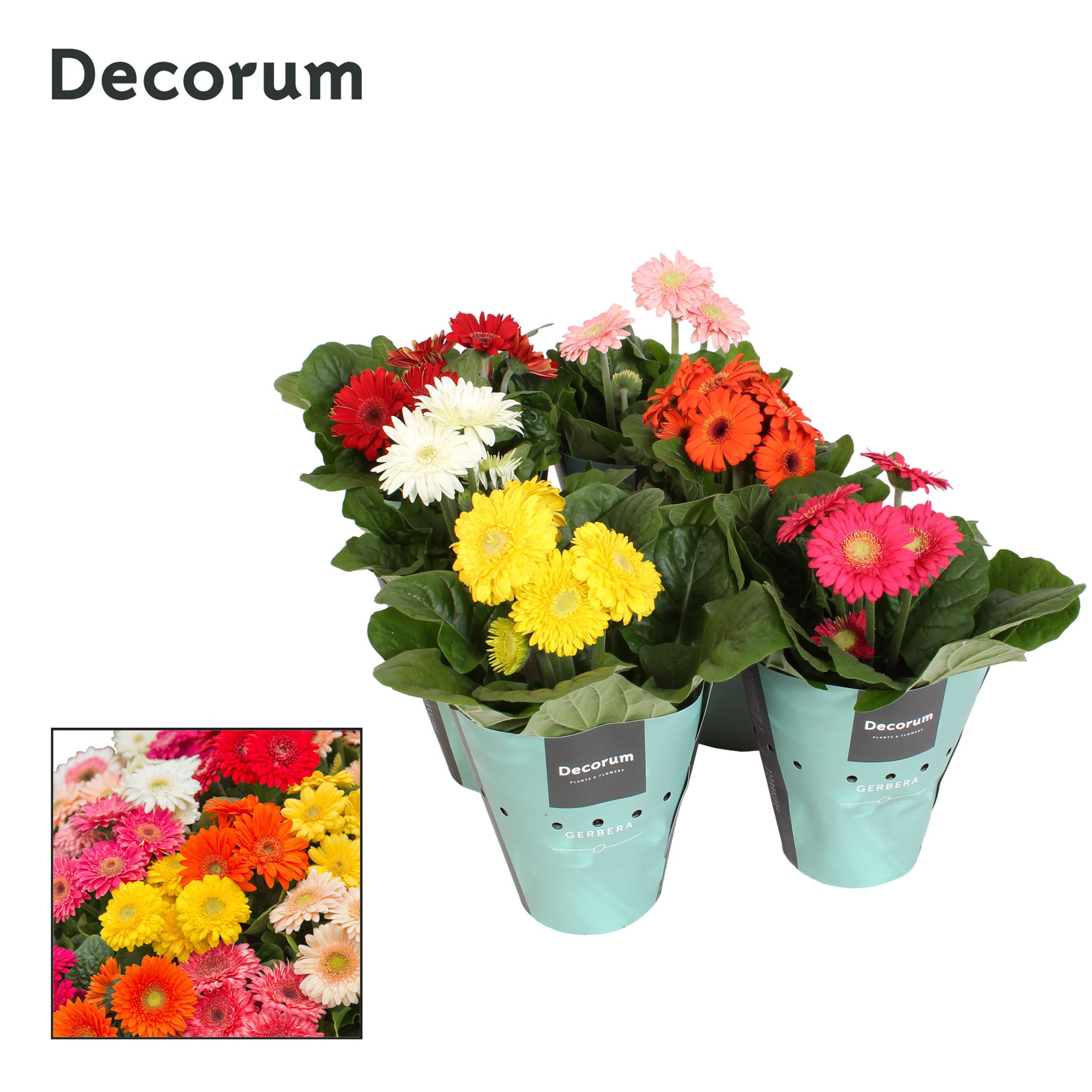 Sundayz belicht 3+bl. 12cm potcover Decorum, D 12