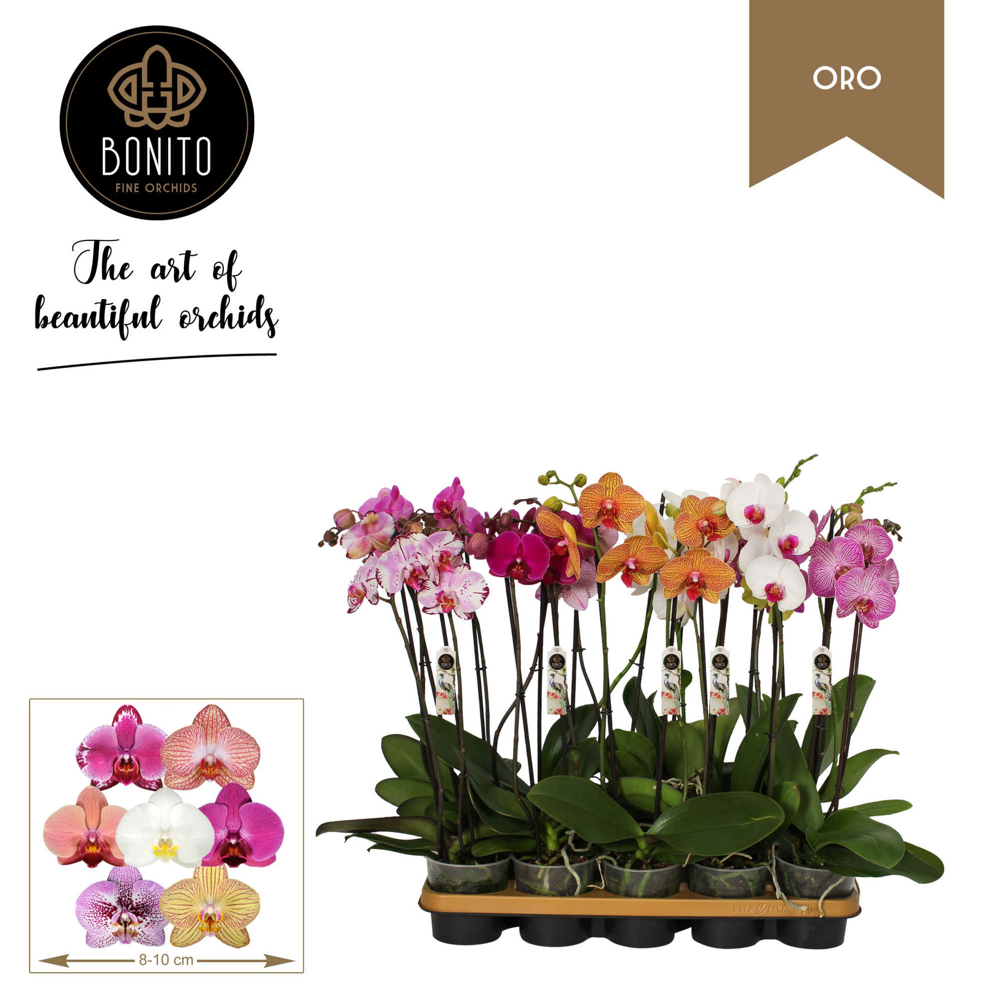 Phal. Oro mix - 2-Tak met 7 kleuren, D 12