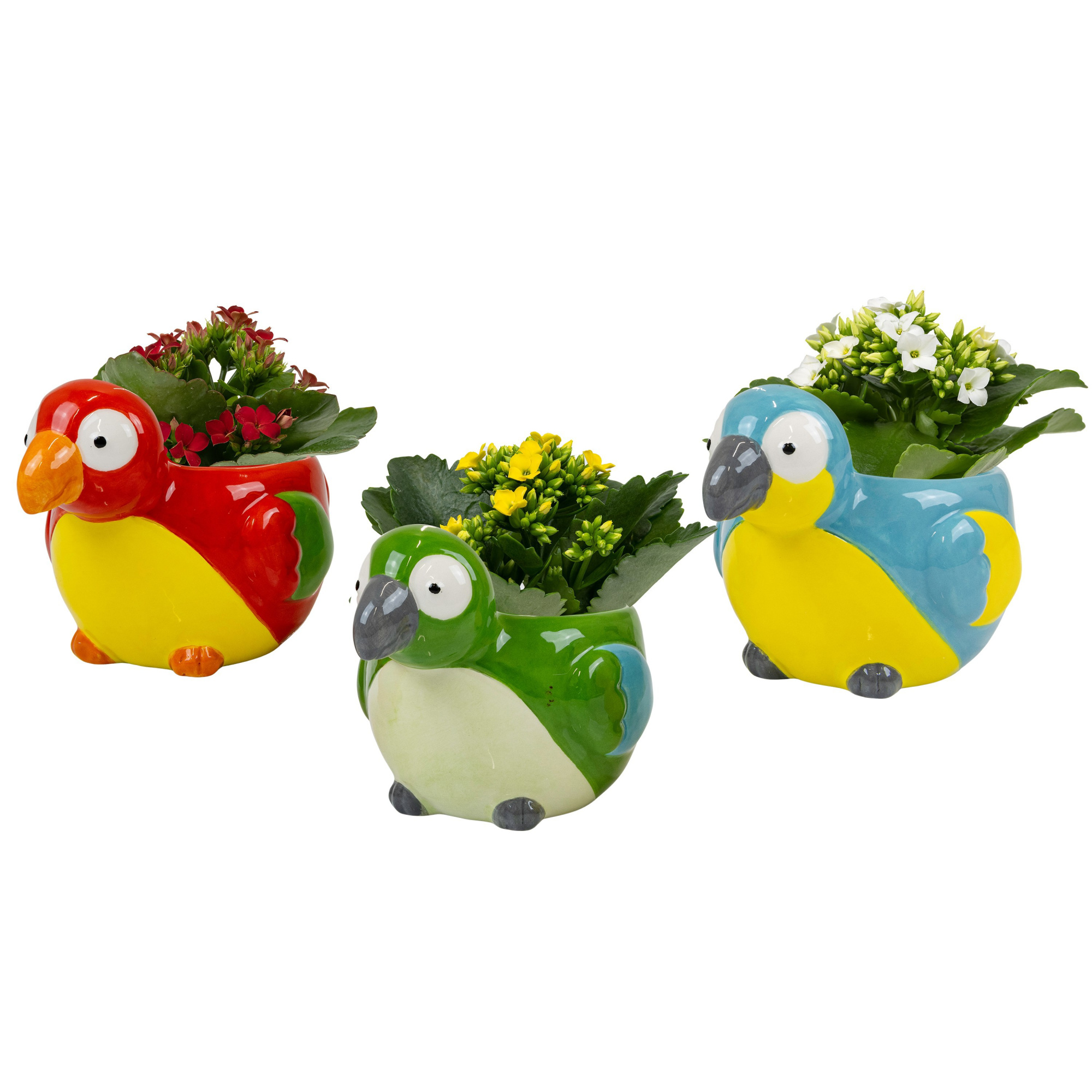 Island Birds with Kalanchoe, D 6